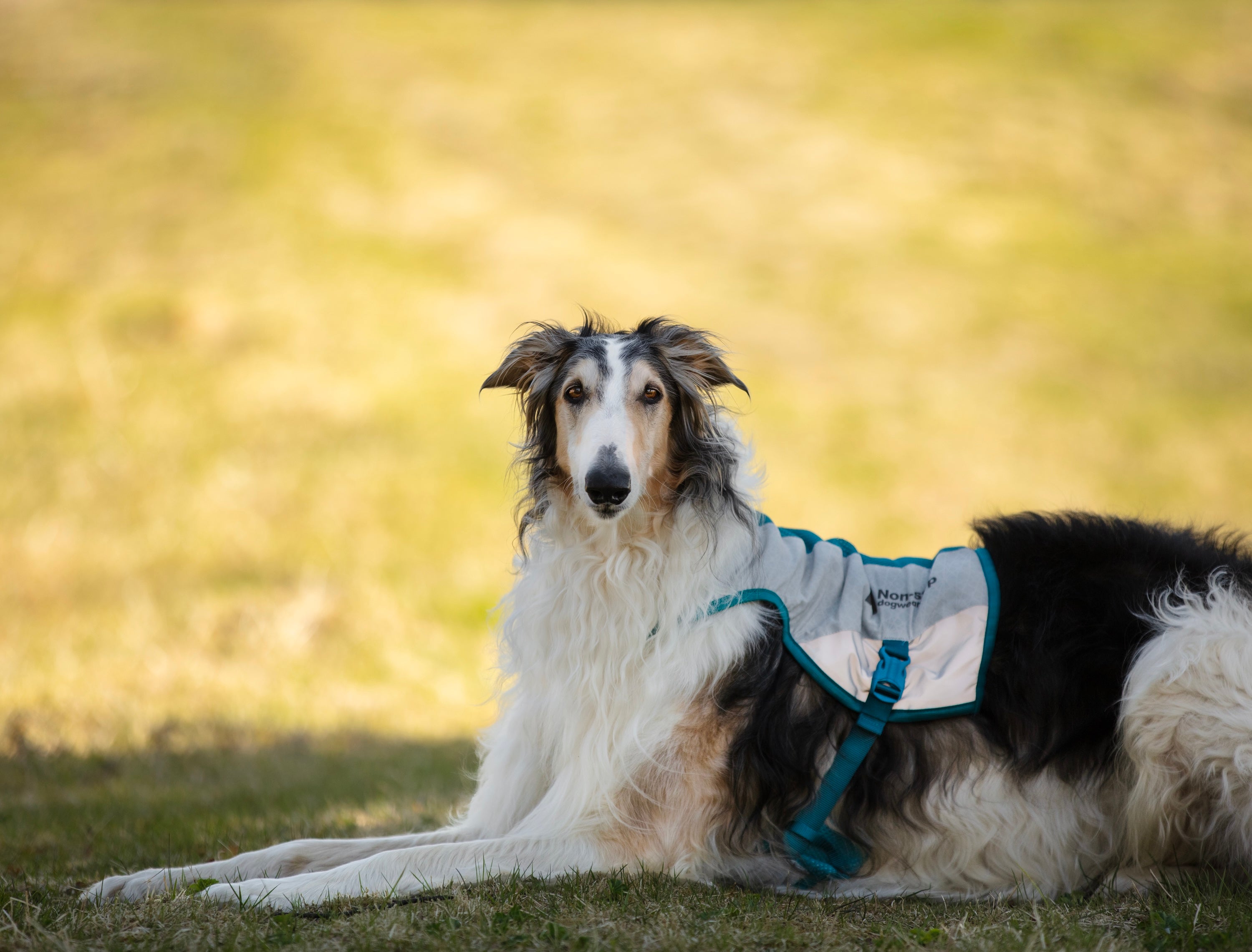 Non-stop dogwear® Cooling Vest Light Gray / Teal Hund Sommer Abkühlung