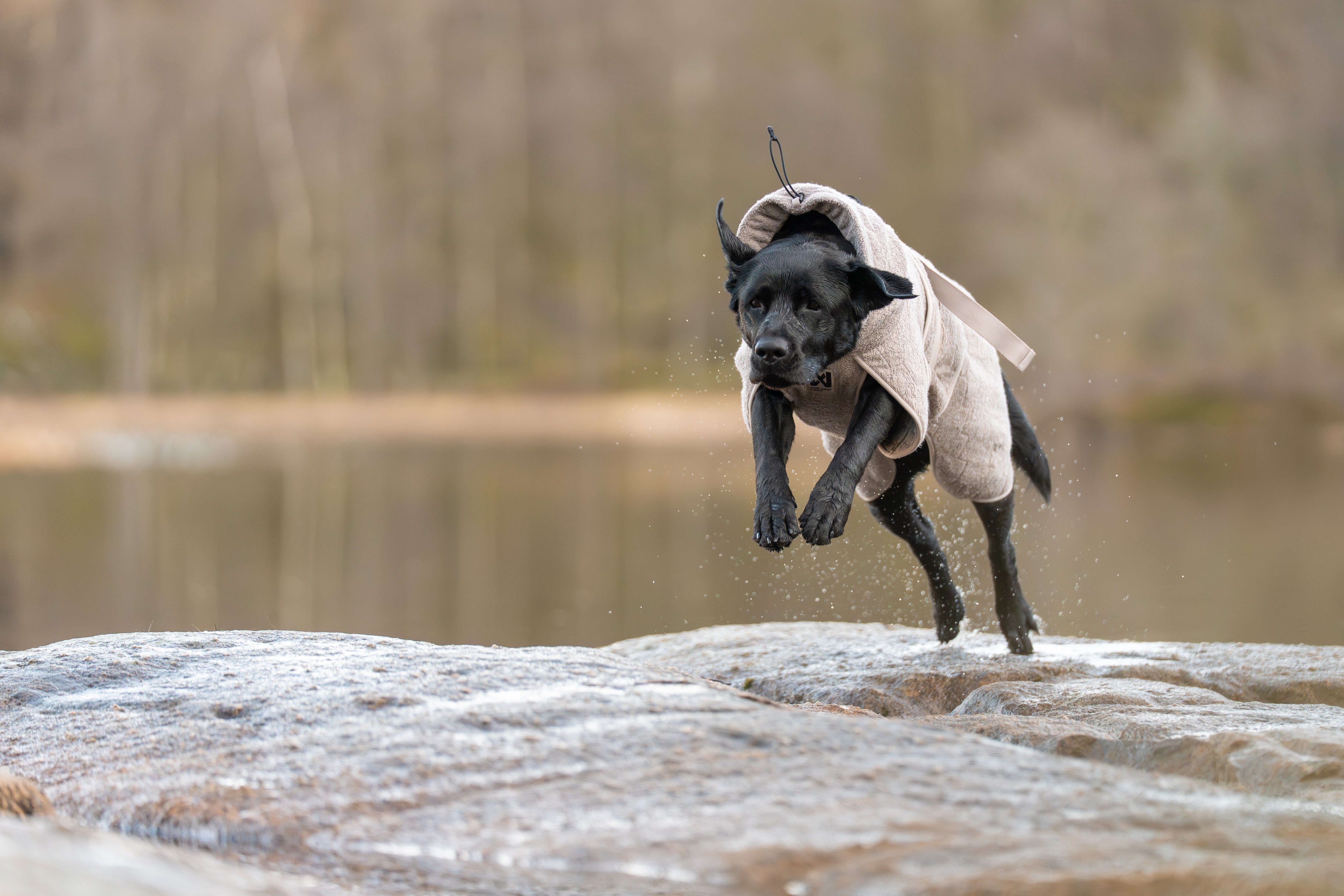 Non-stop dogwear® Drying Coat Bademantel Hund Reisen mit Hund