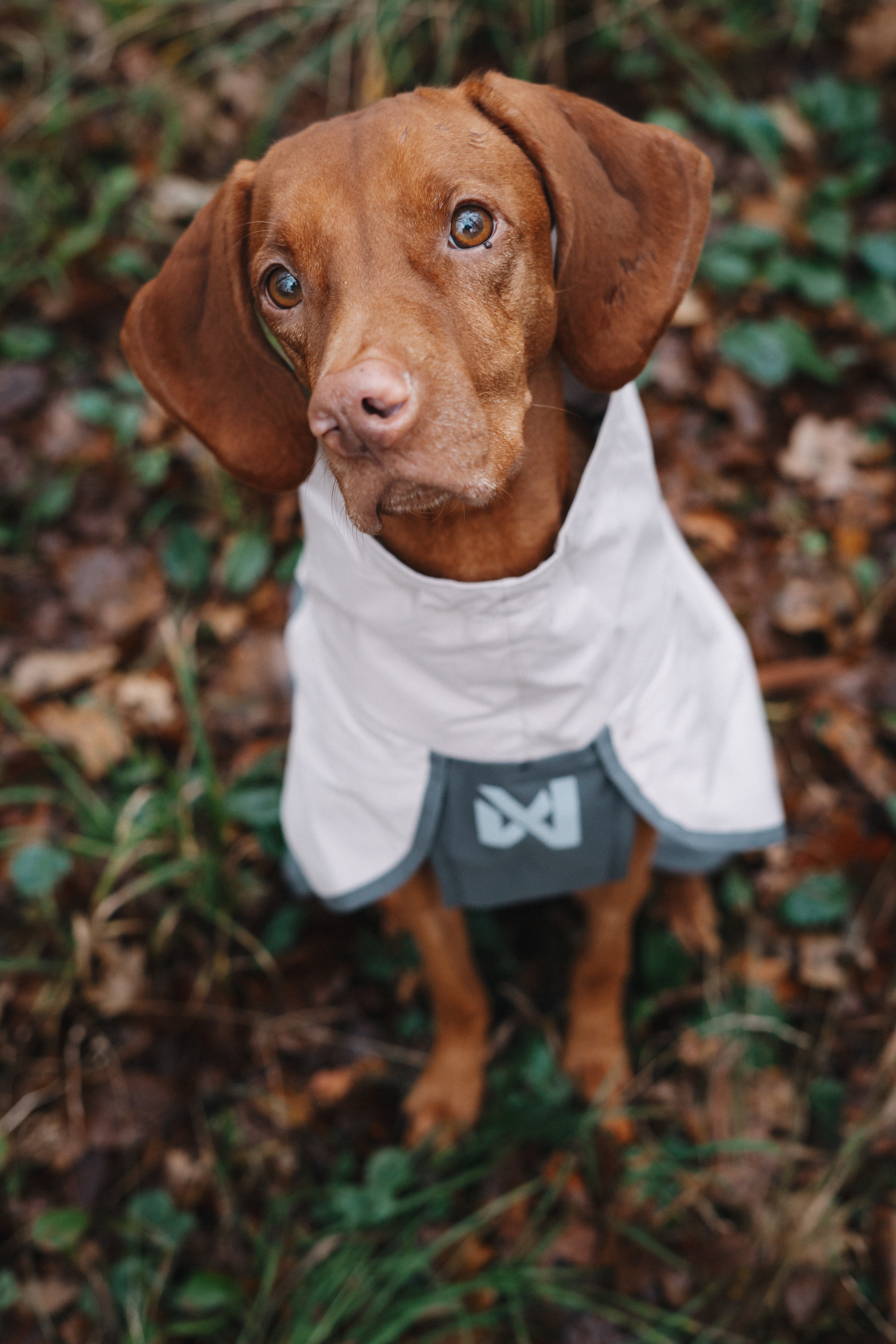 Non-stop dogwear® Fjord Raincoat 2.0 Grey Regenmantel für Hunde wasserabweisend atmungsaktiv
