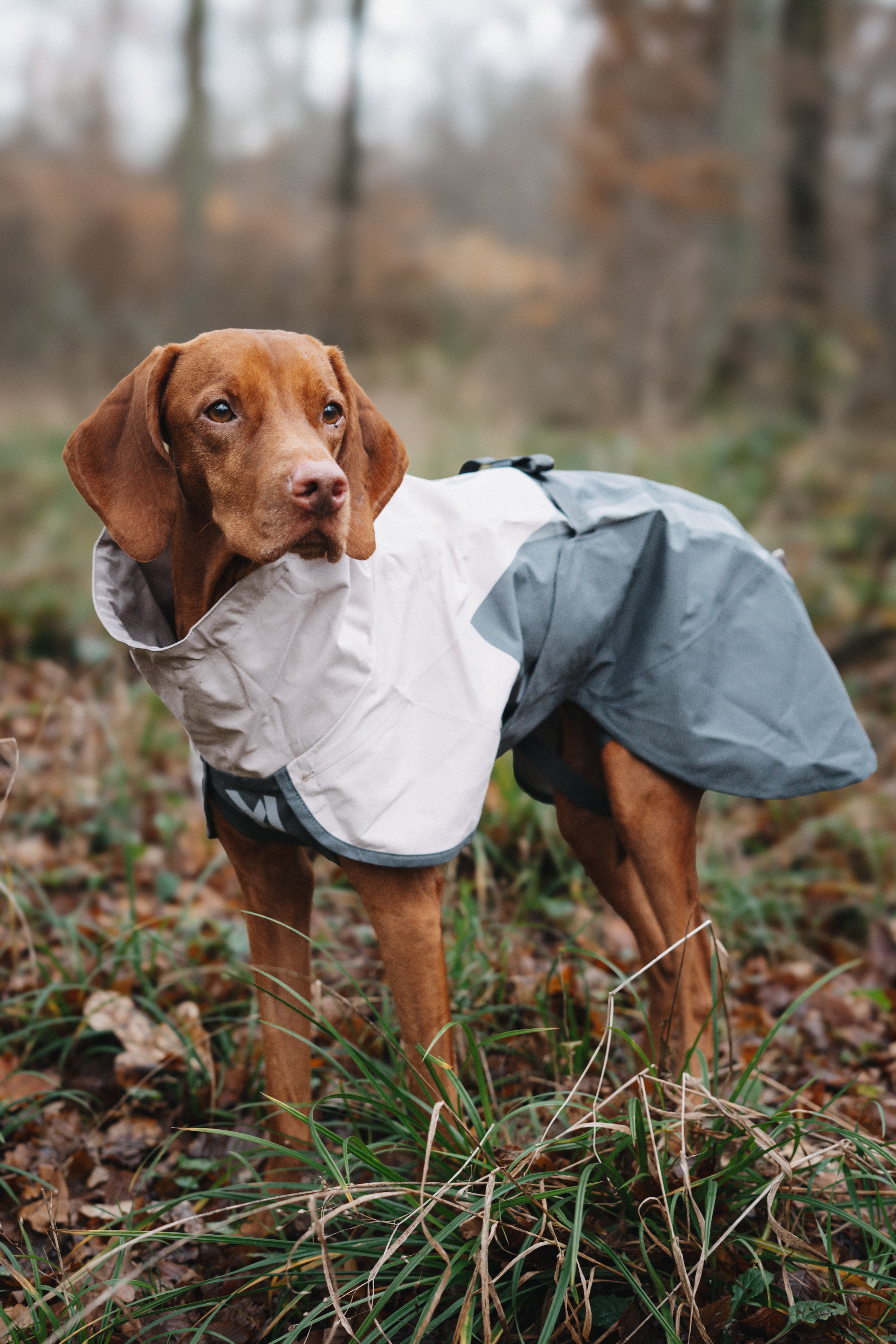 Non-stop dogwear® Fjord Raincoat 2.0 Grey Regenmantel für Hunde wasserabweisend