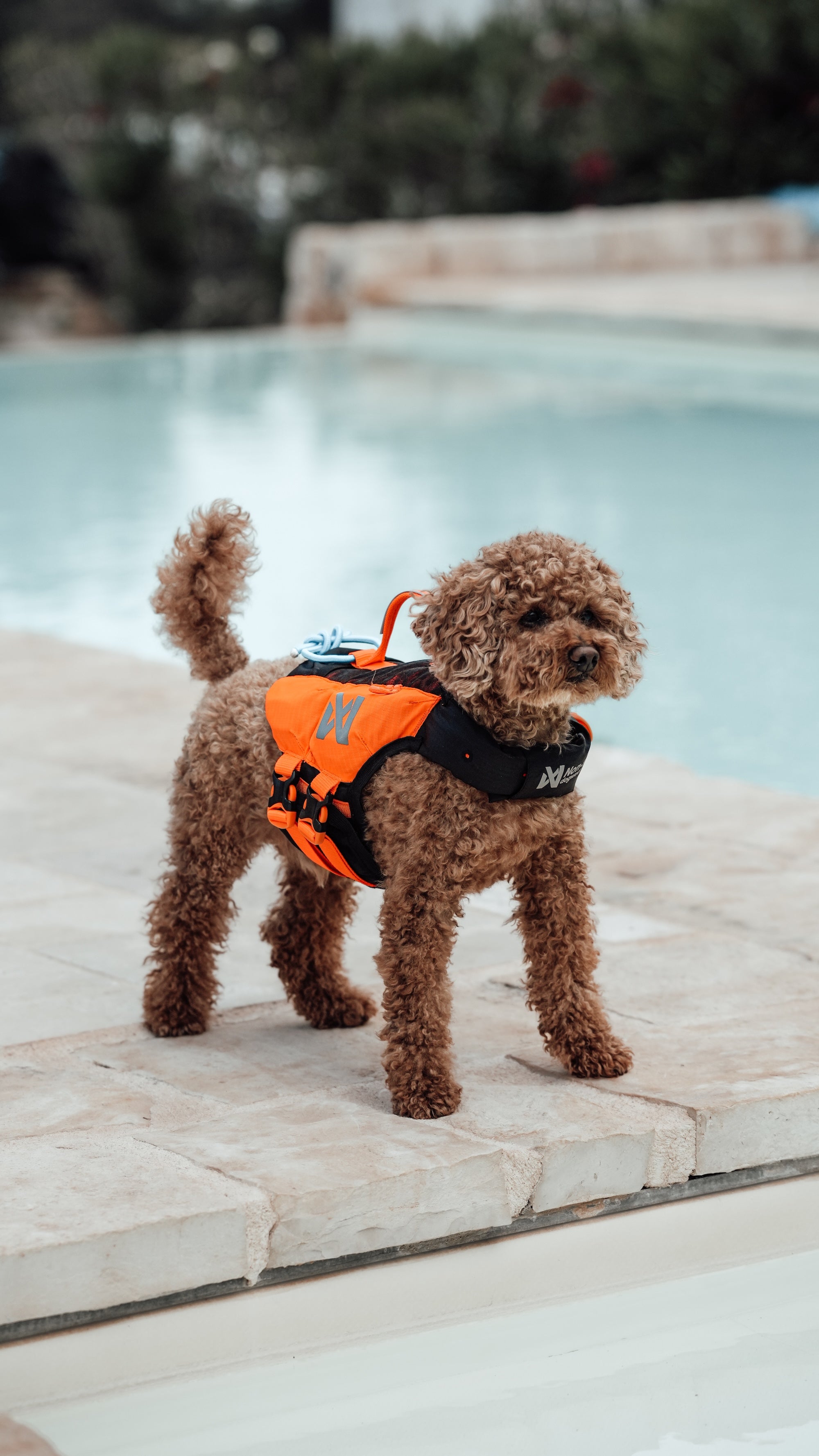 Non-stop dogwear Protector Life Jacket Orange Black Schwimmweste für Hunde