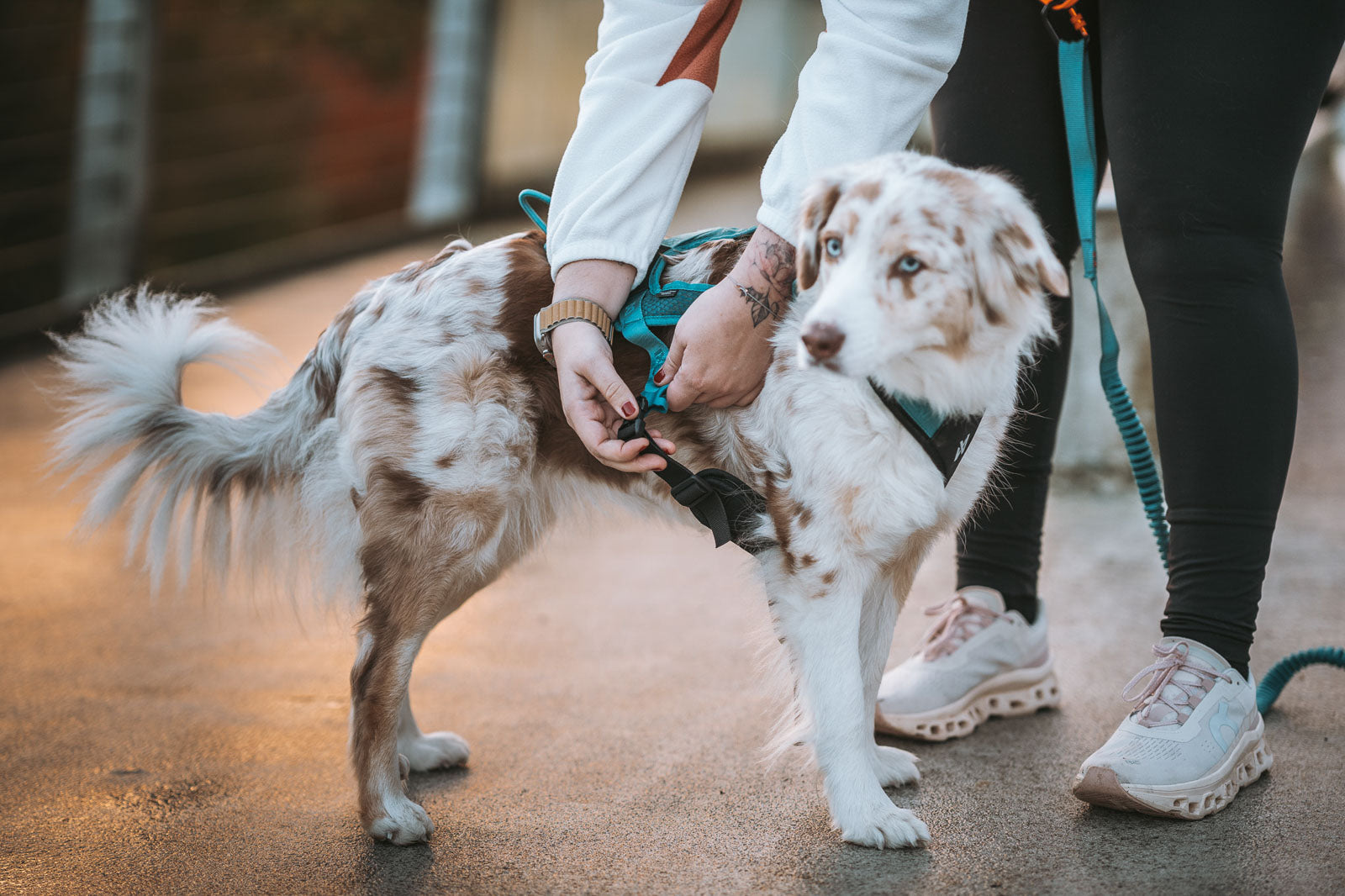 Non-stop dogwear® Rush Harness Teal Zugsport Zubehör