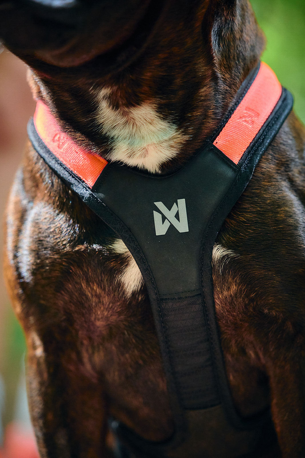Non-stop dogwear® Rush Harness Orange Kurzgeschirr