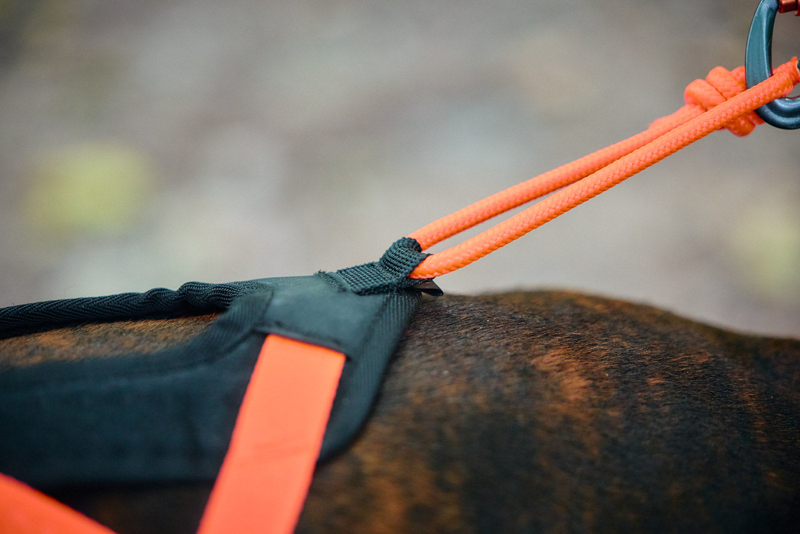 Non-stop dogwear® Rush Harness Orange Wandern mit Hund