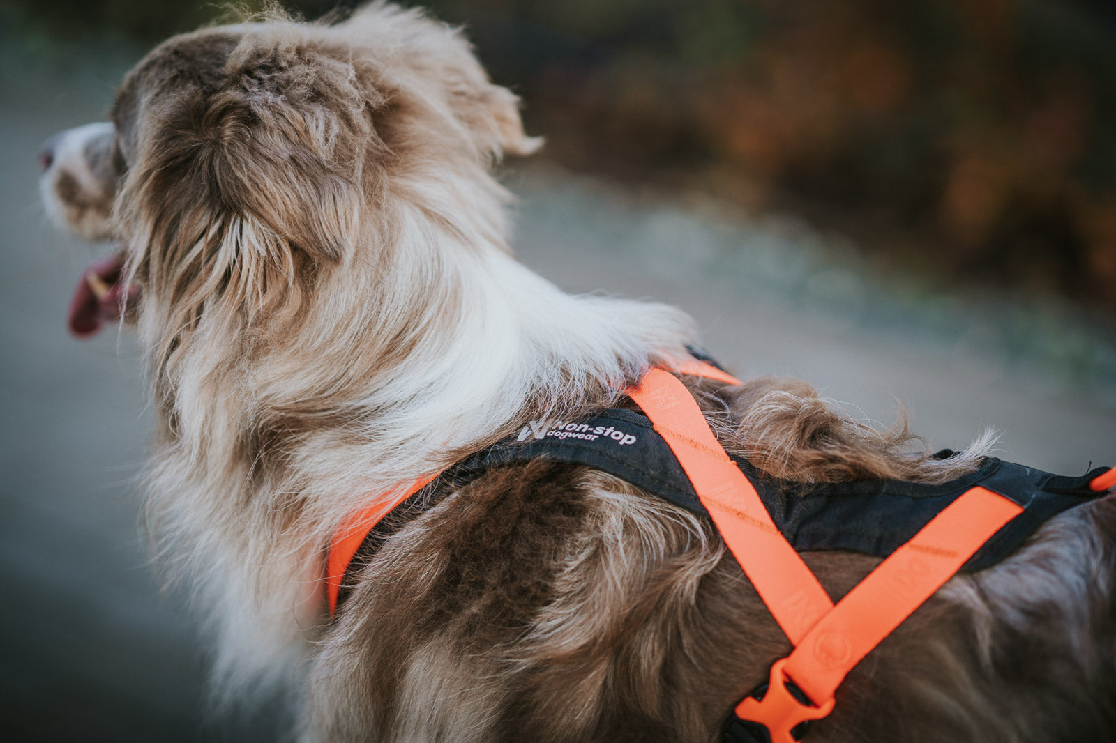 Non-stop dogwear® Rush Harness Orange Zugsport Hund