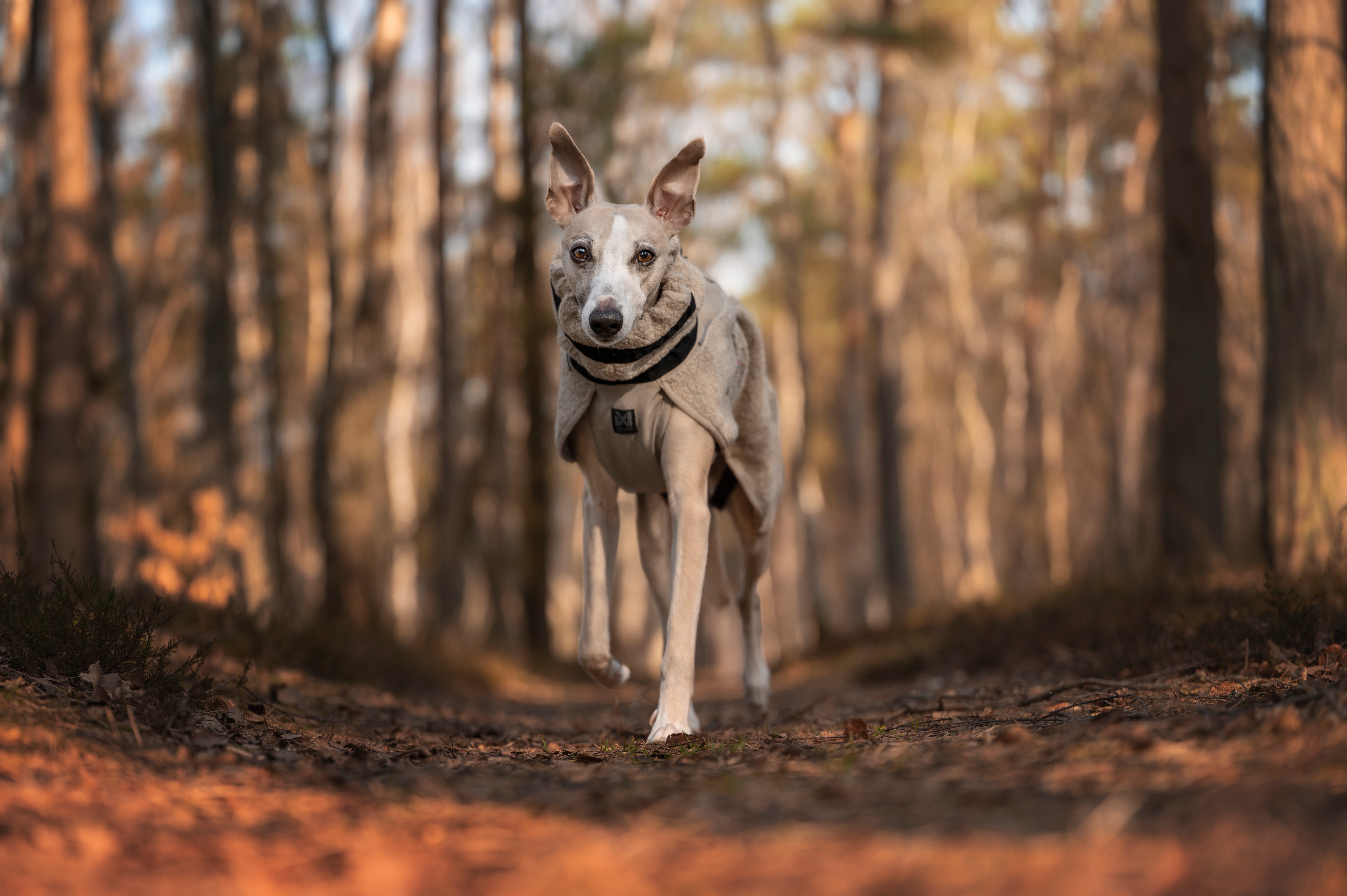 Non-stop dogwear® Wool Dog Jacket Sand Hundemantel Atmungsaktiv