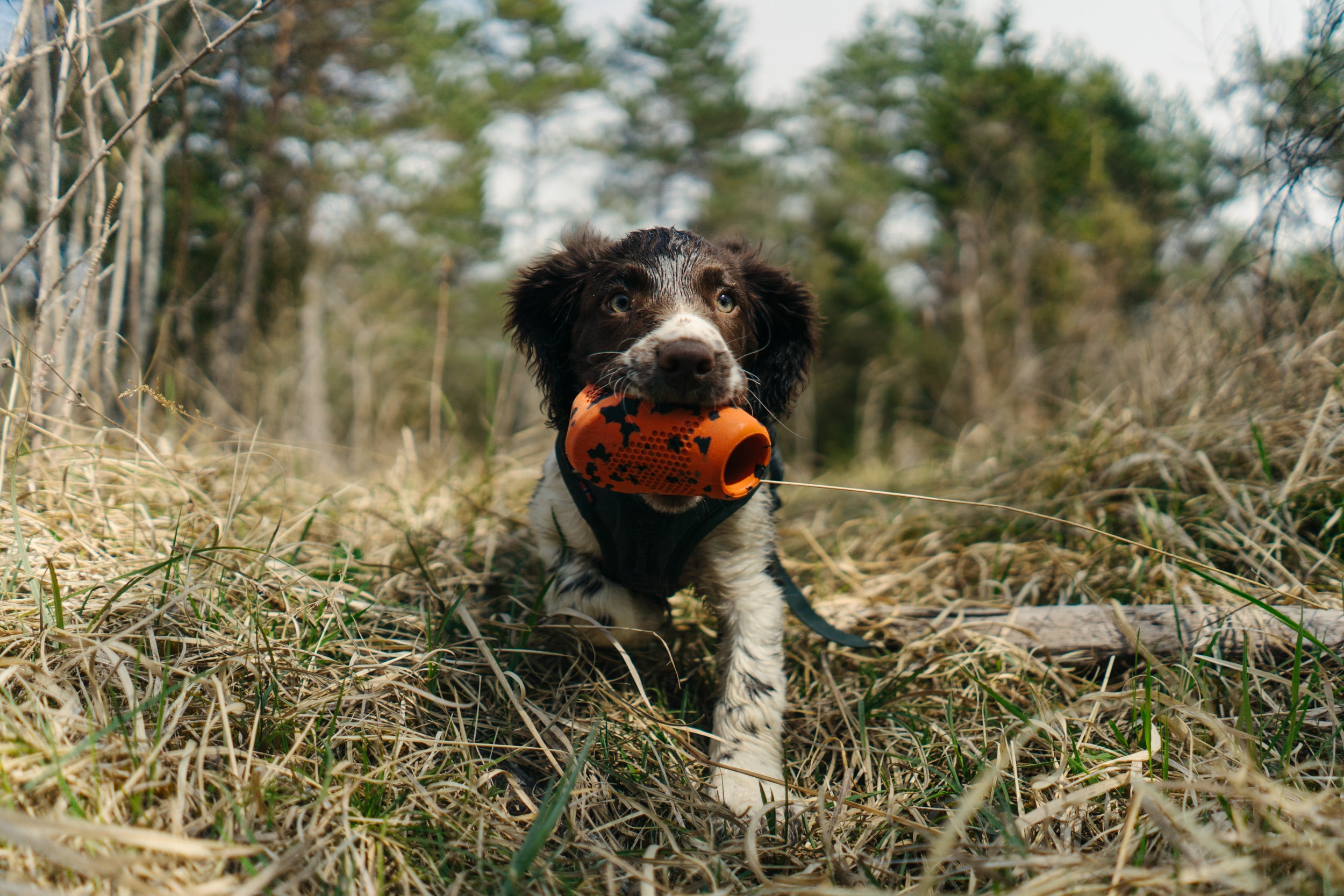 Non-stop dogwear® Dog Throw Toy Orange / Black Hundespielzeug Beschäftigungsspielzeug für Hunde