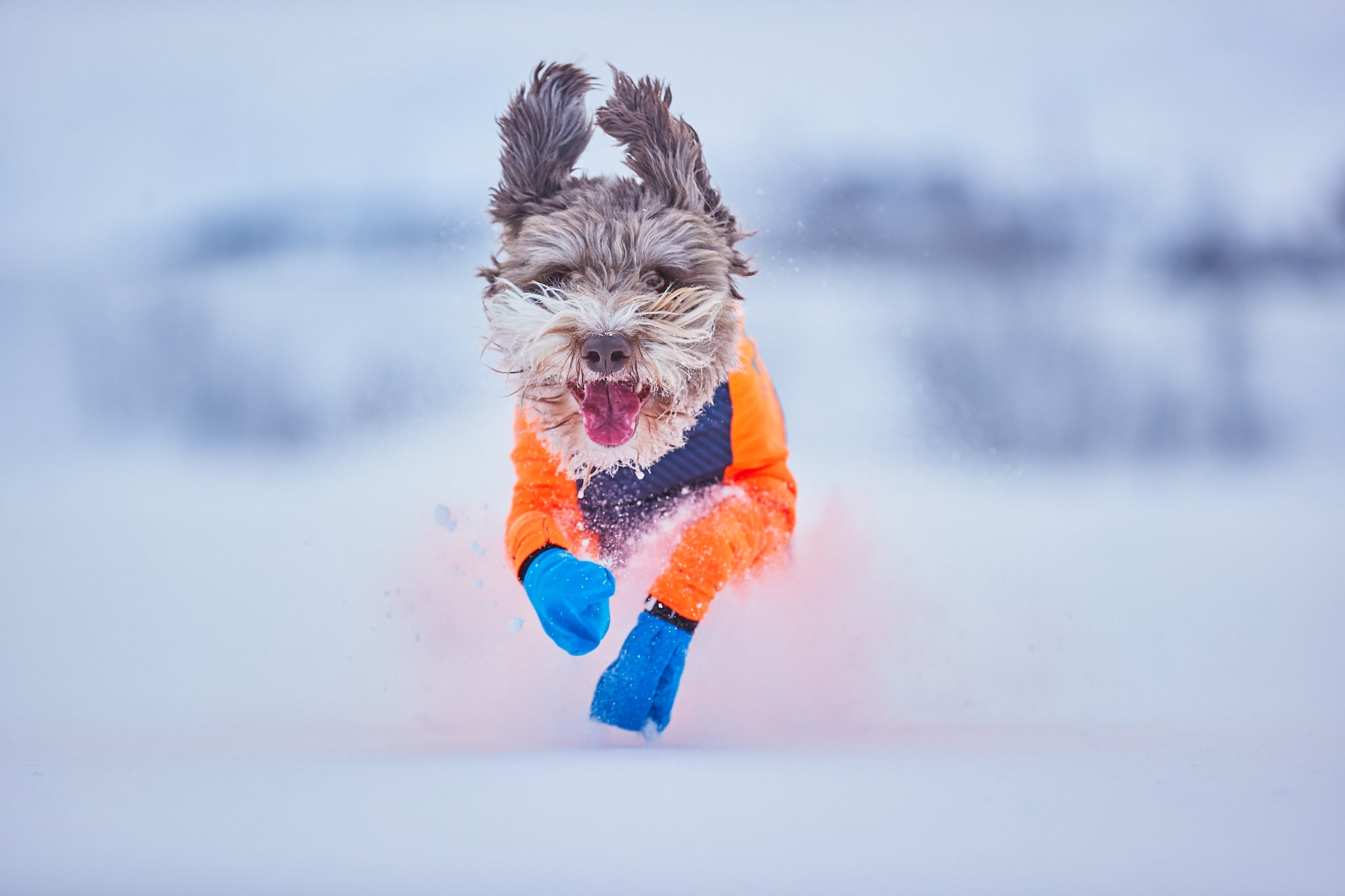 Nonstop dogwear Protector Snow Ganzkoerperanzug fuer kleine und grosse Hunde