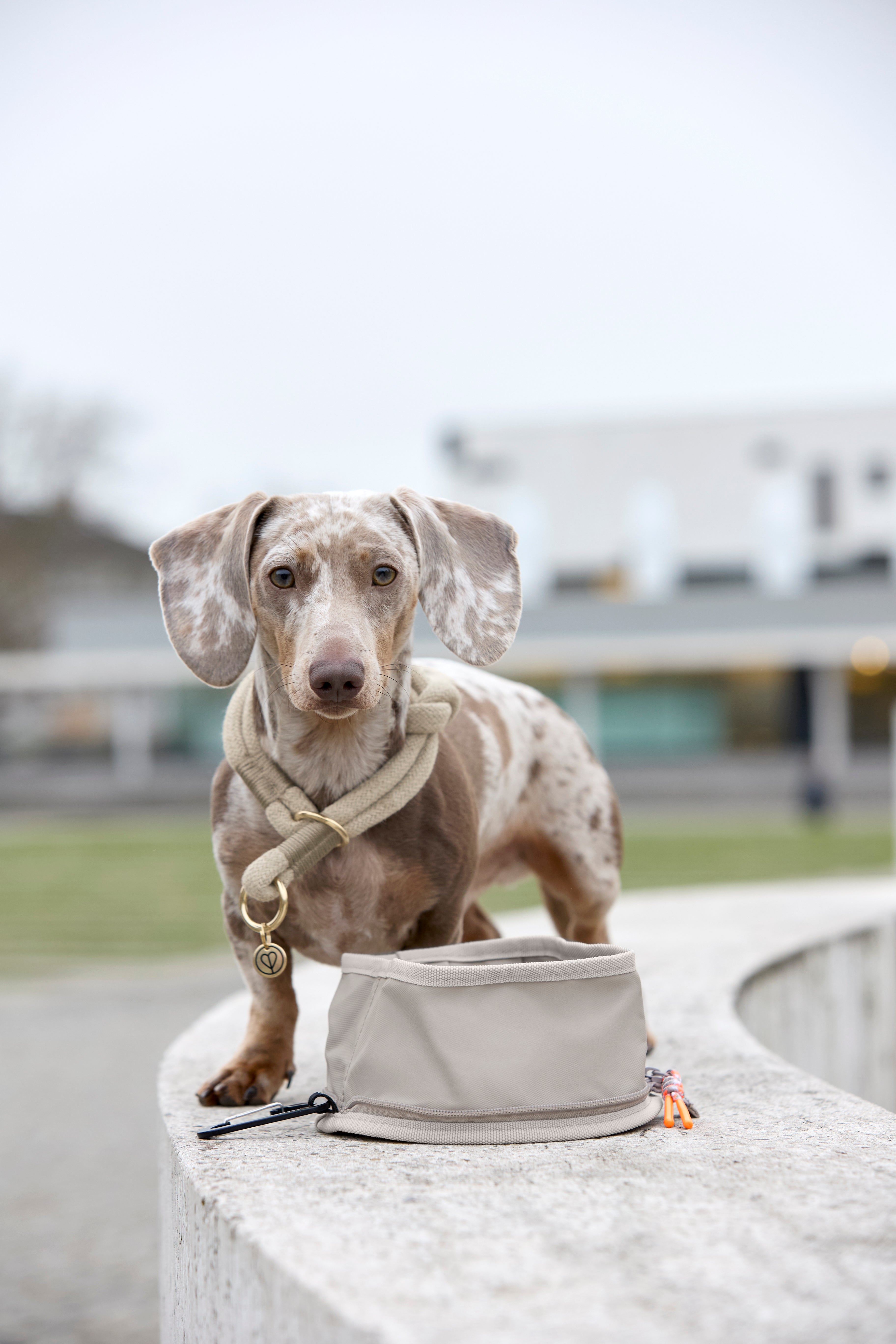 Dog Bowl To Go Tura Taupe Hundenapf für Urlaub mit Hund