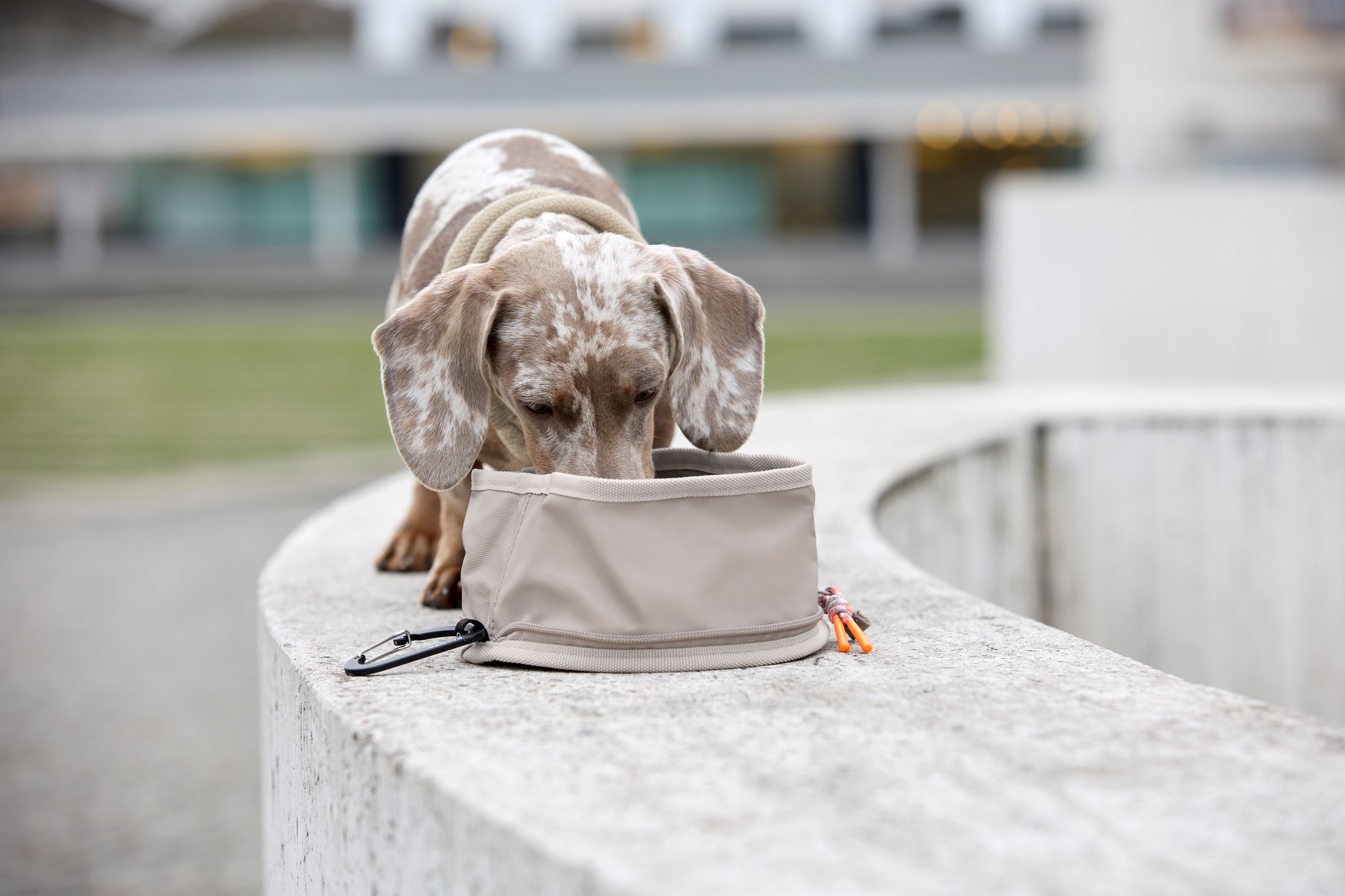 Dog Bowl To Go Tura Taupe Futterreisenapf