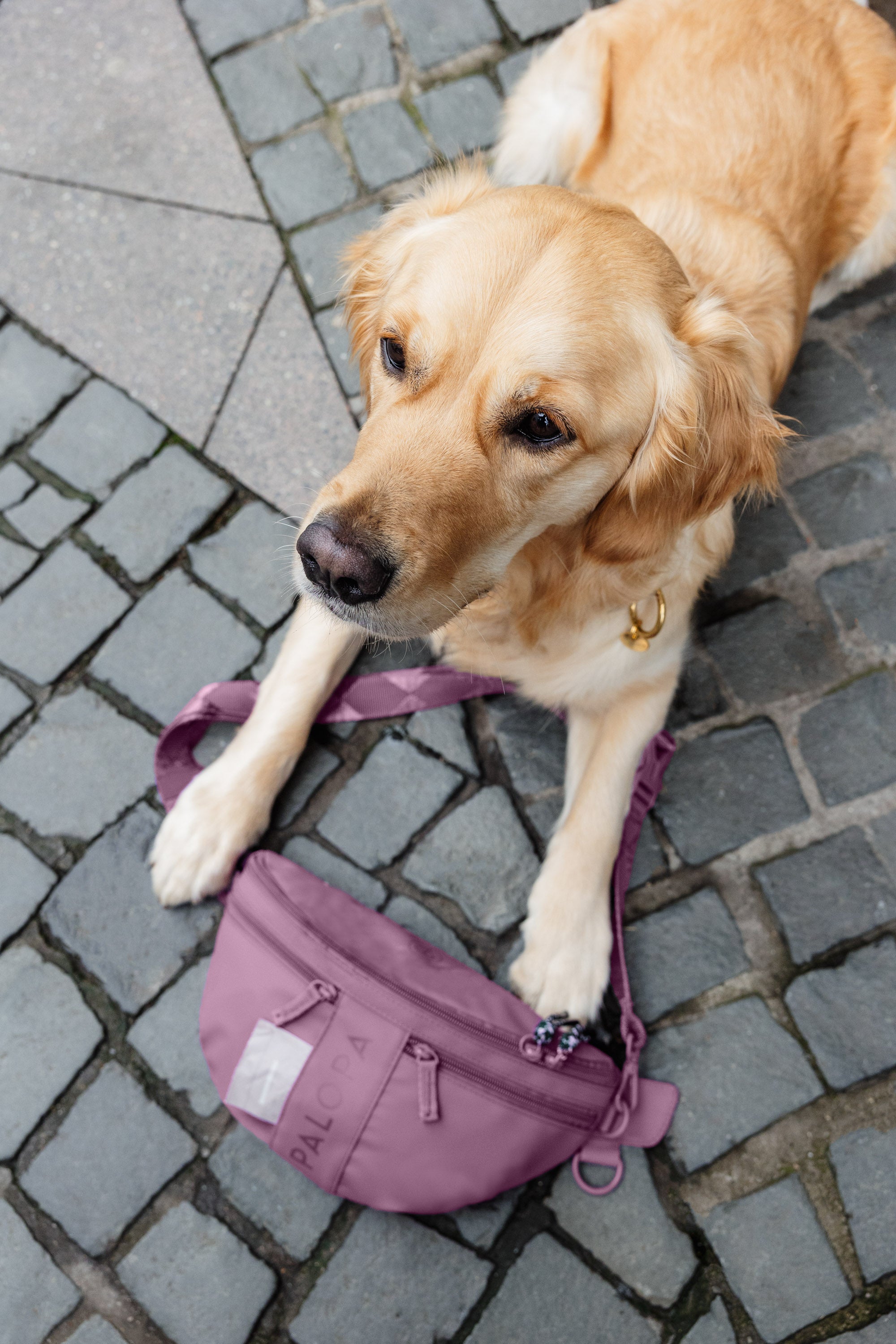 PALOPA Hunde Leckerlibeutel Emma Berry Leckerlitasche zum Umhängen Crossbody Bag wasserabweisend
