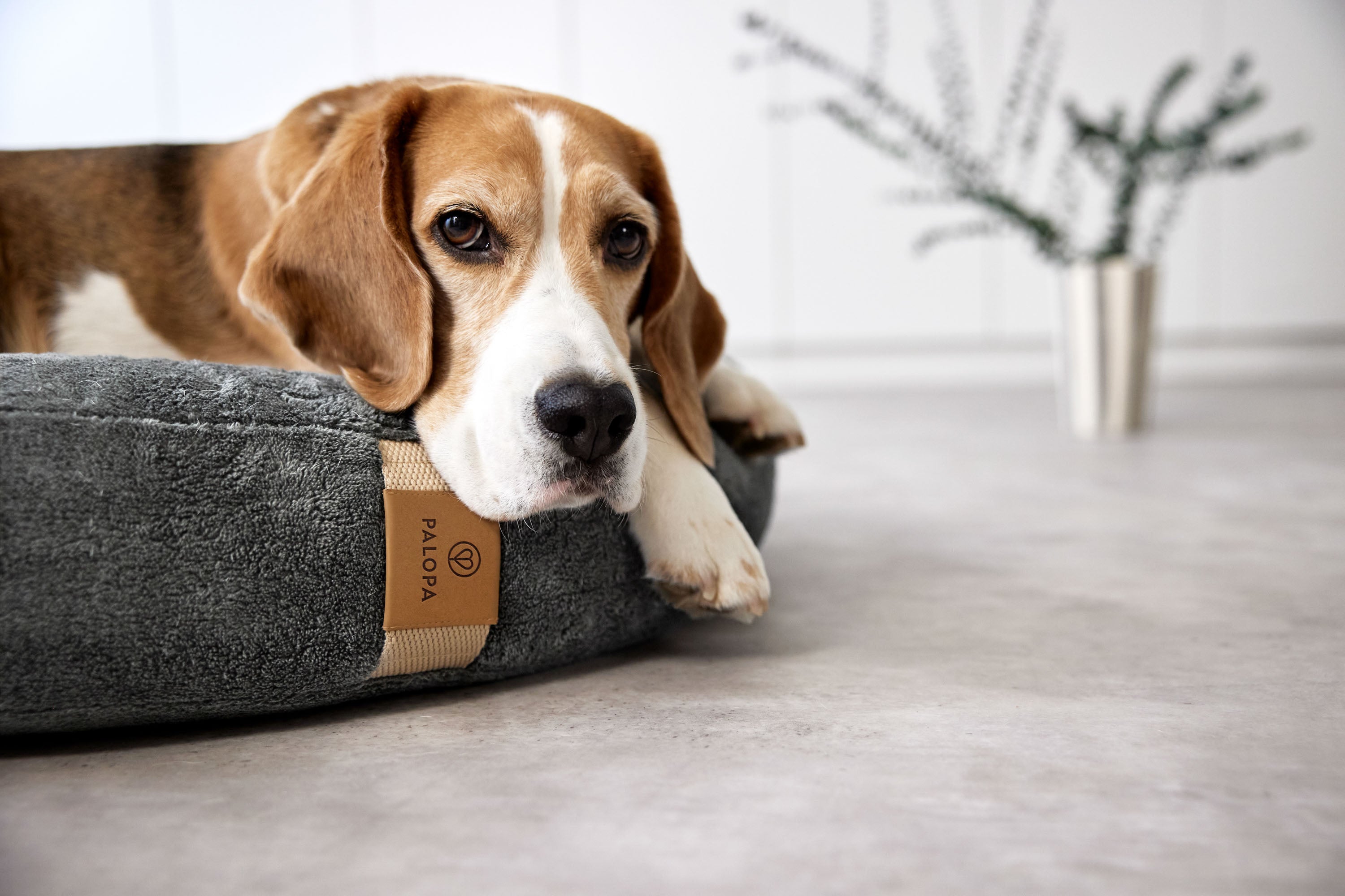 PALOPA Hundebett Donut Fippa Anthrazit nachhaltiges Kuschelbett fuer Hunde