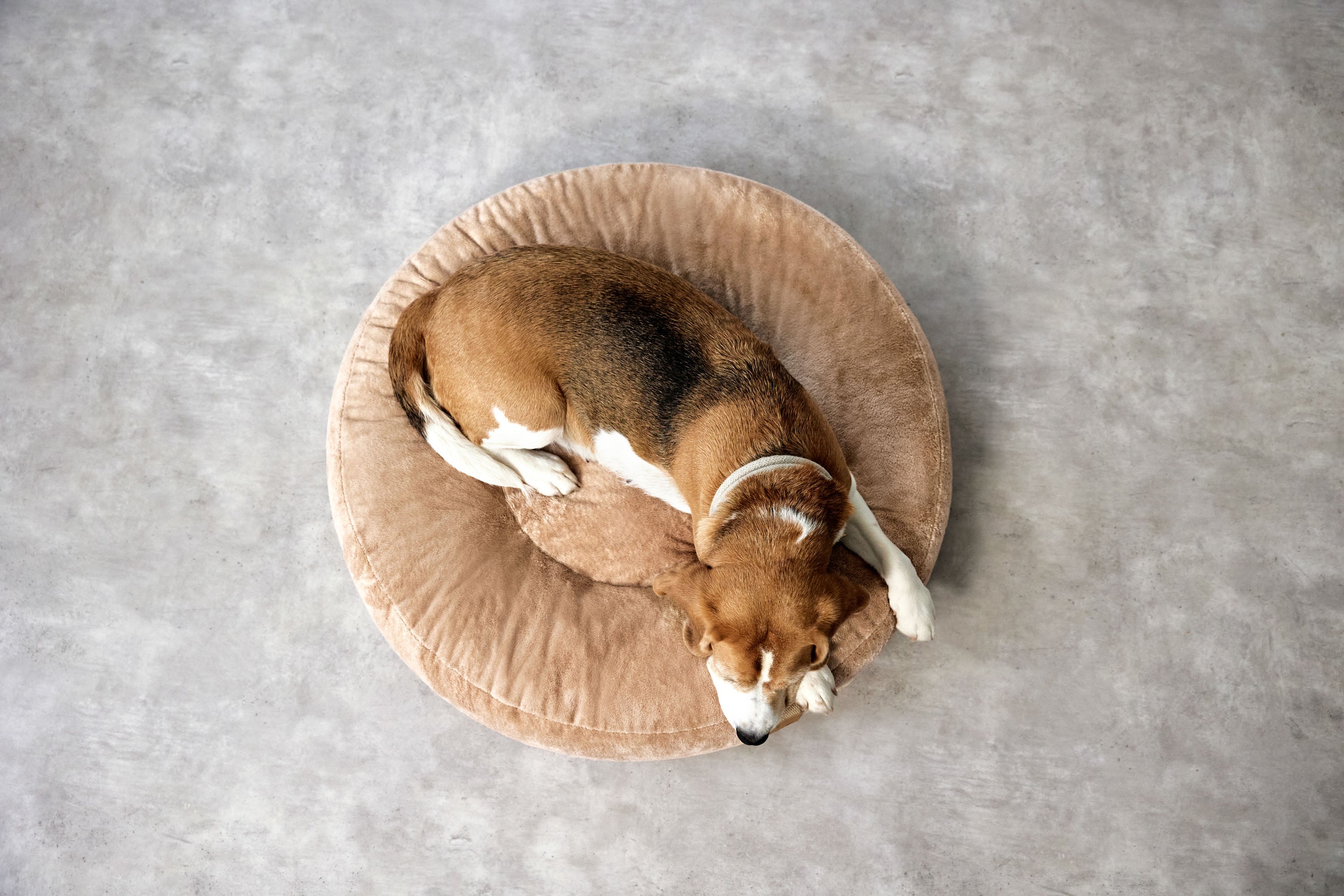 PALOPA Hundebett Donut Fippa Humus Donut Kuschelbett fuer groessere Hunde
