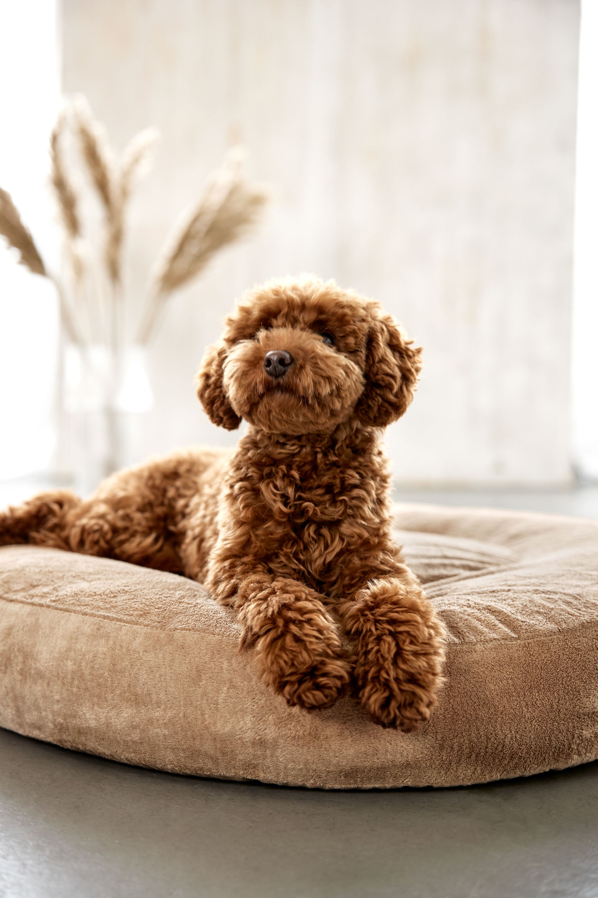 PALOPA Hundebett Donut Fippa Humus umweltschonendes Kuschelbett fuer Hunde