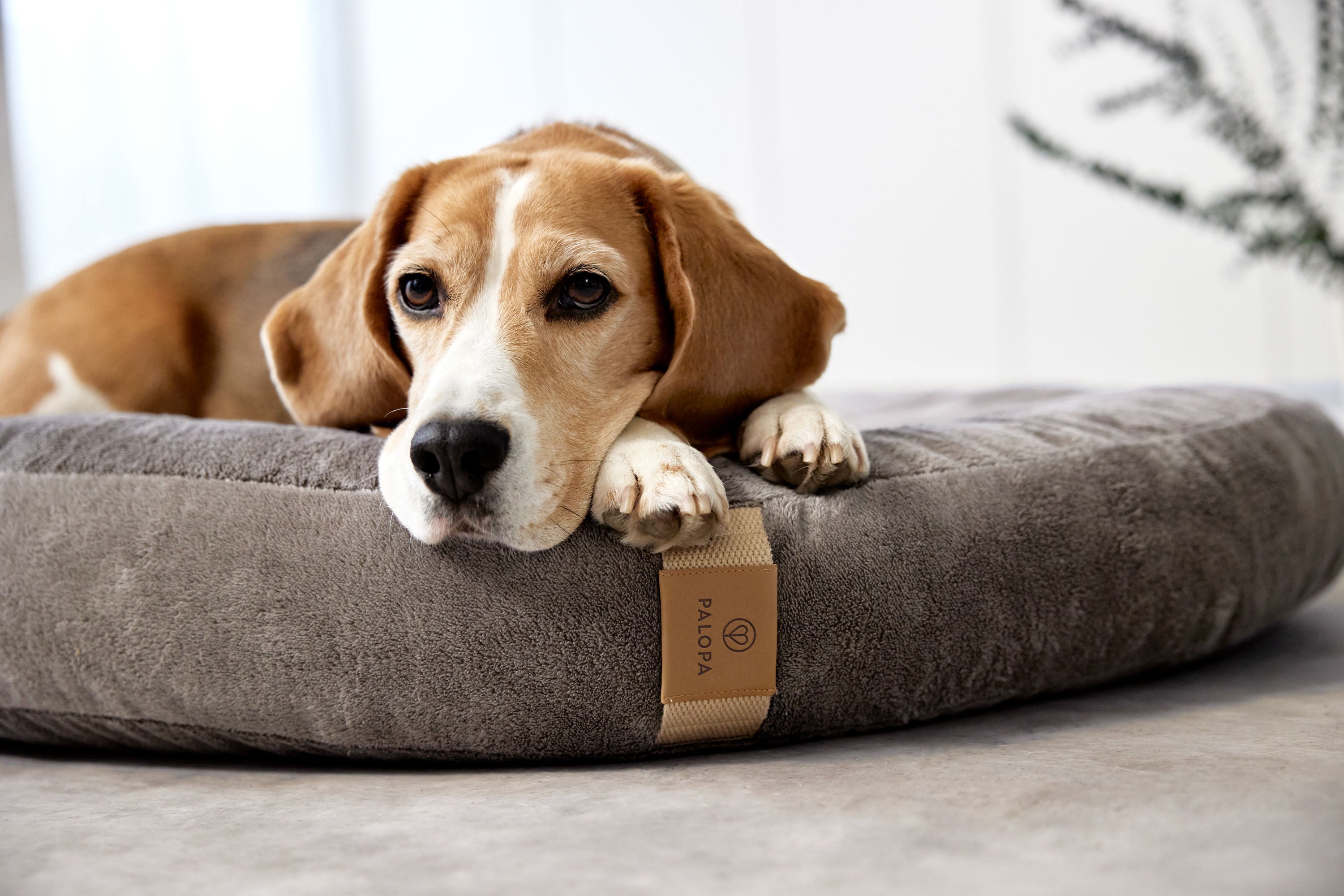 PALOPA Hundebett Donut Fippa Taupe Humus Anthrazit Donut nachhaltiges Kuschelbett fuer Hunde