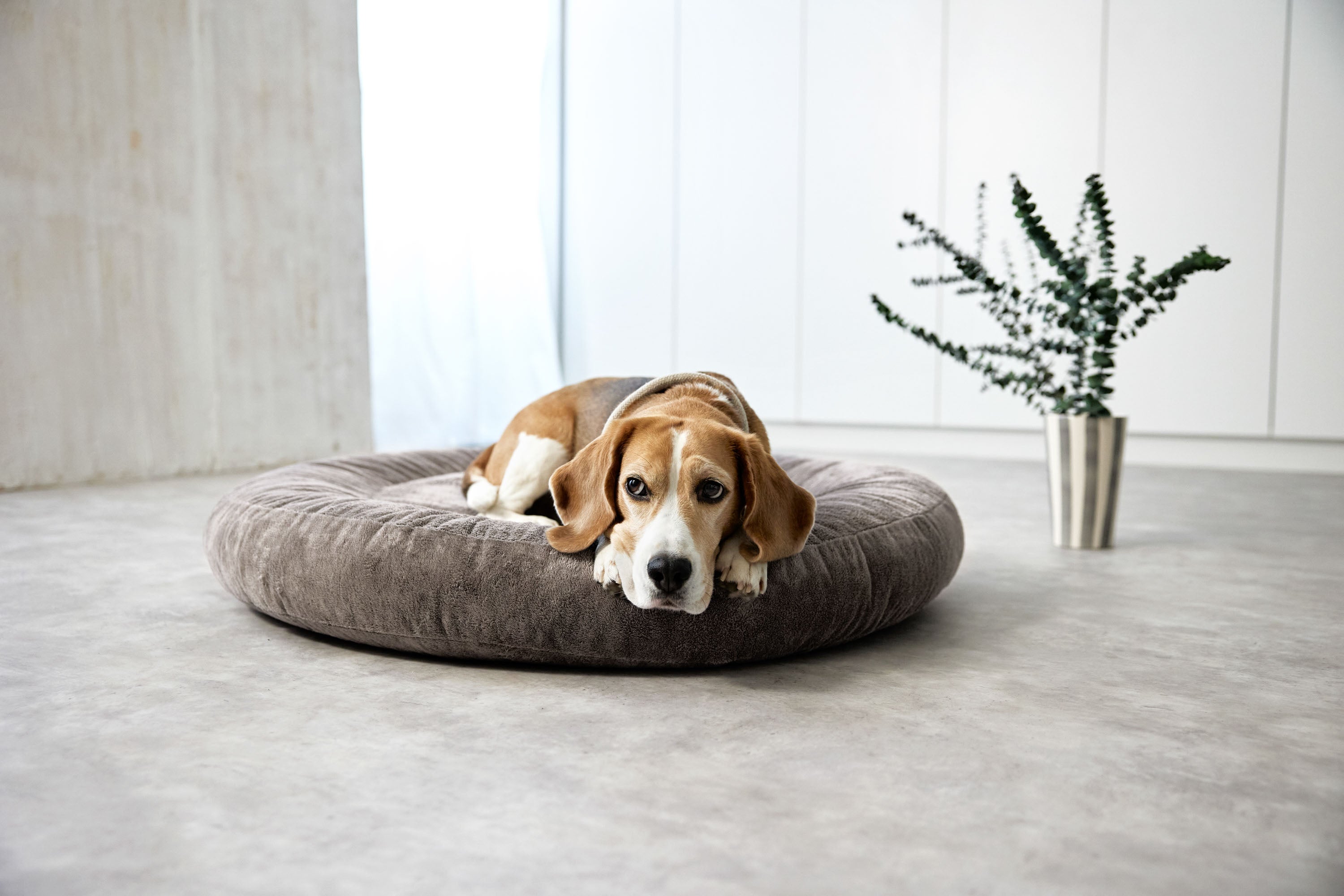 PALOPA Hundebett Donut Fippa Taupe Donut rundes Kuschelbett fuer Hunde