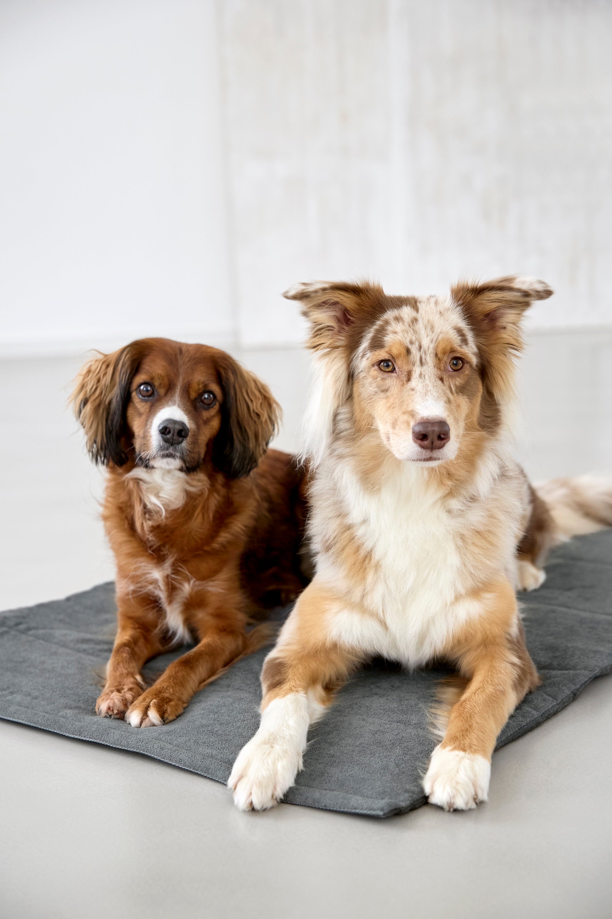 PALOPA Hundematte Alma Anthrazit Hundedecke für unterwegs