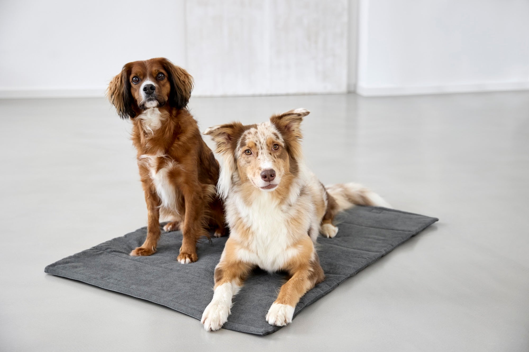 PALOPA Hundematte Alma Anthrazit Hundematte für unterwegs