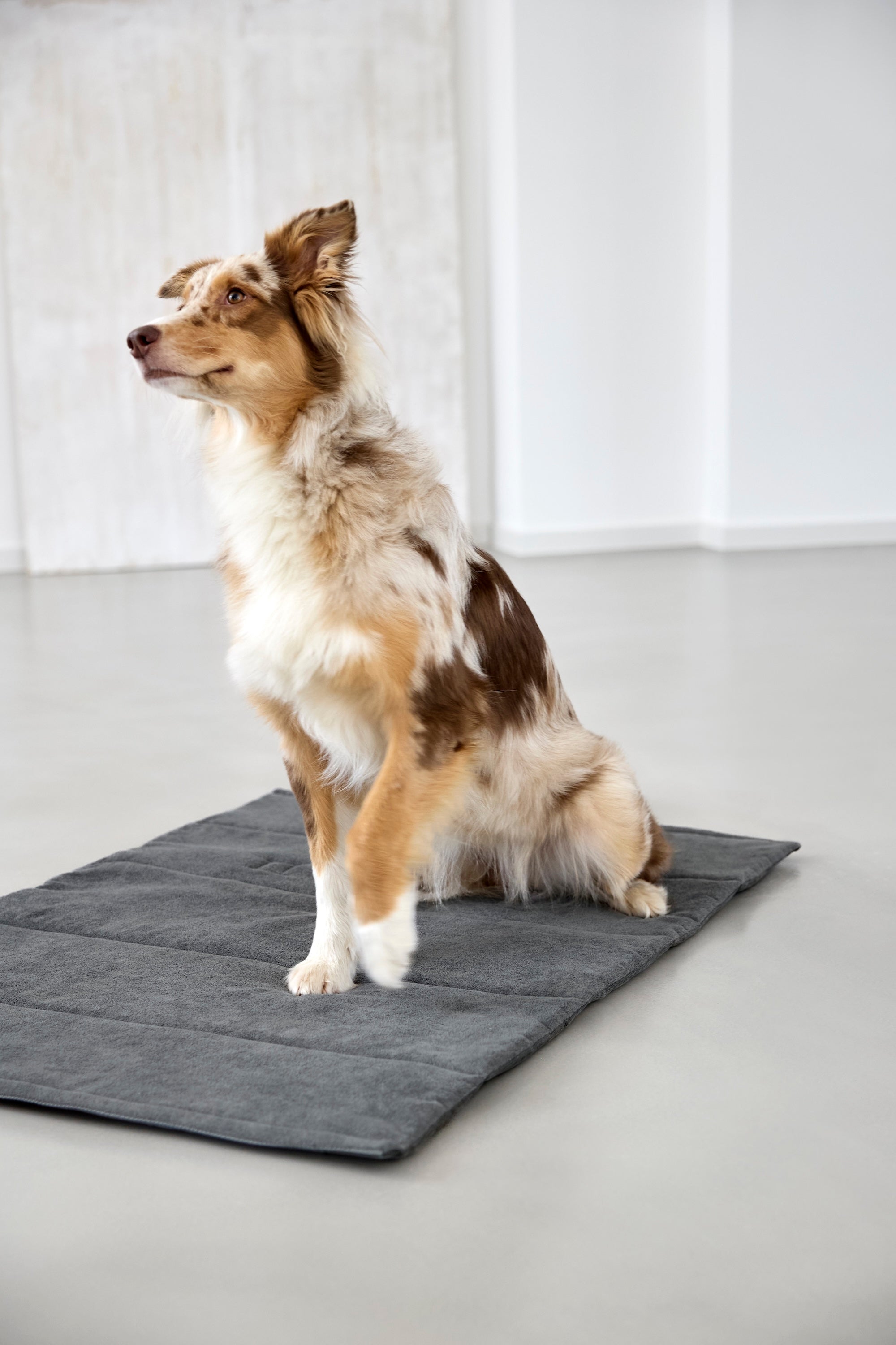 PALOPA Hundematte Alma Anthrazit Hundereisebett waschbar