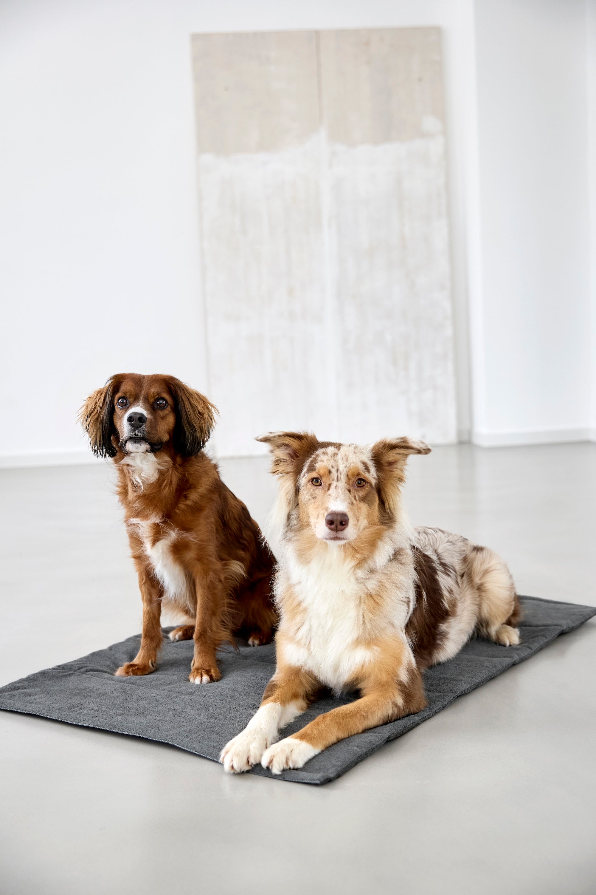 PALOPA Hundematte Alma Anthrazit Hundereisebett wasserabweisend