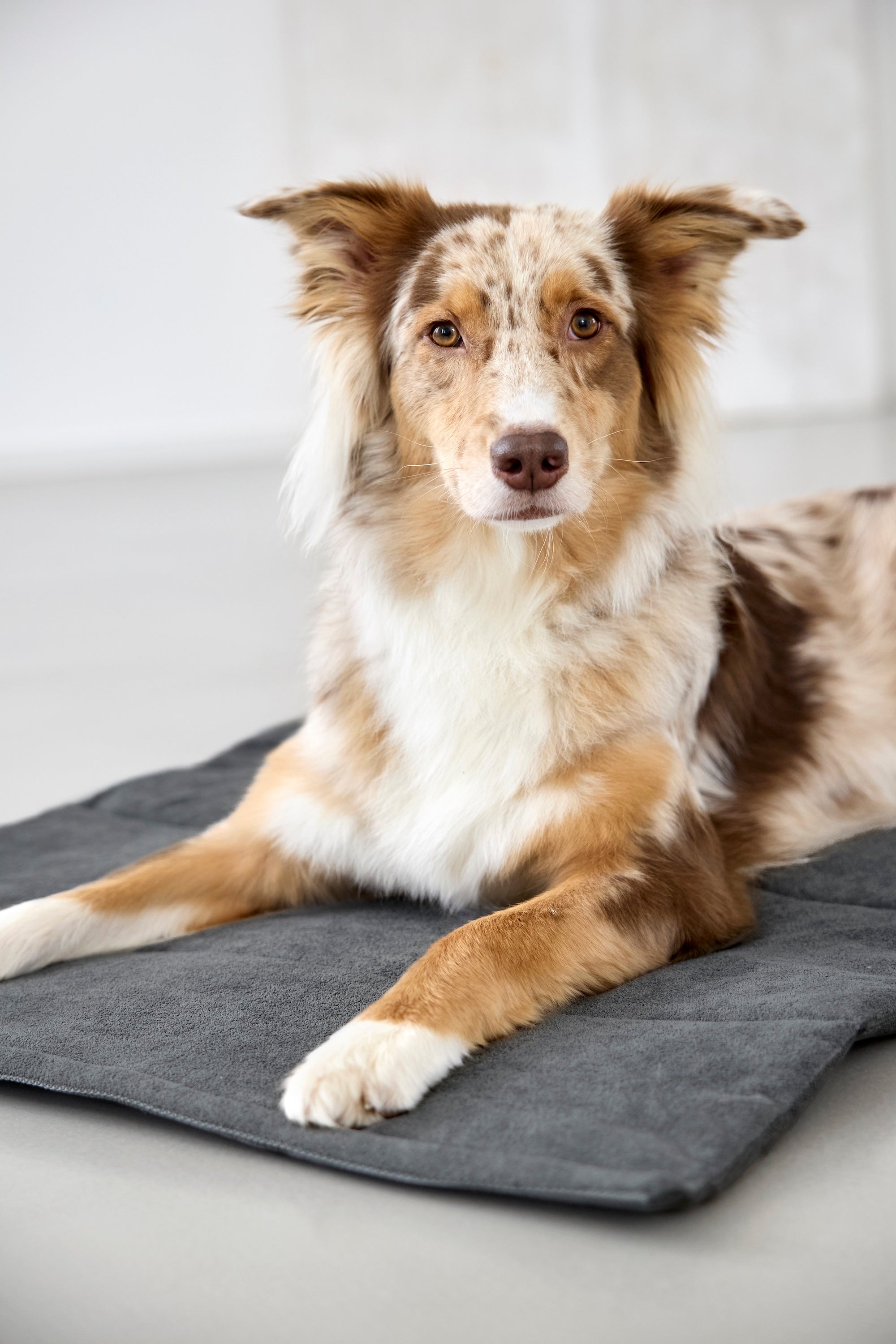 PALOPA Hundematte Alma Anthrazit Hundereisebett