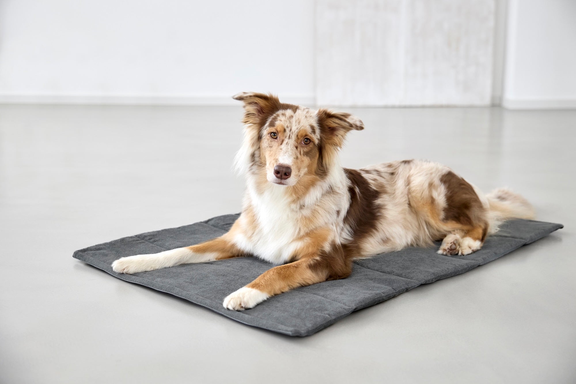 PALOPA Hundematte Alma Anthrazit Hundereisedecke wasserabweisend