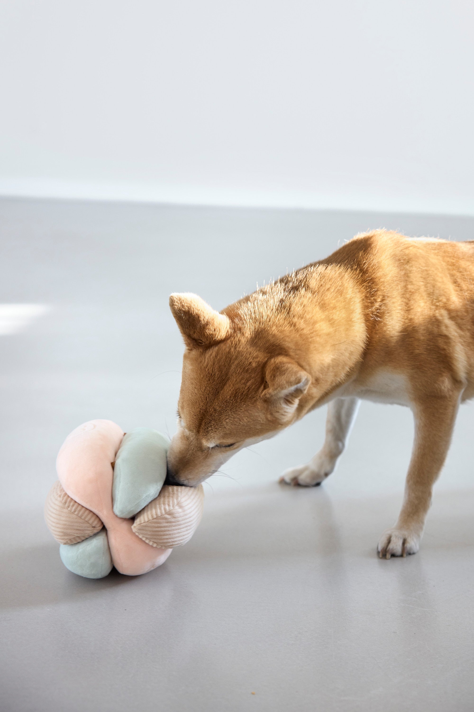 PALOPA Schnüffelspielzeug Brino Beschäftigungsspielzeug für Hunde