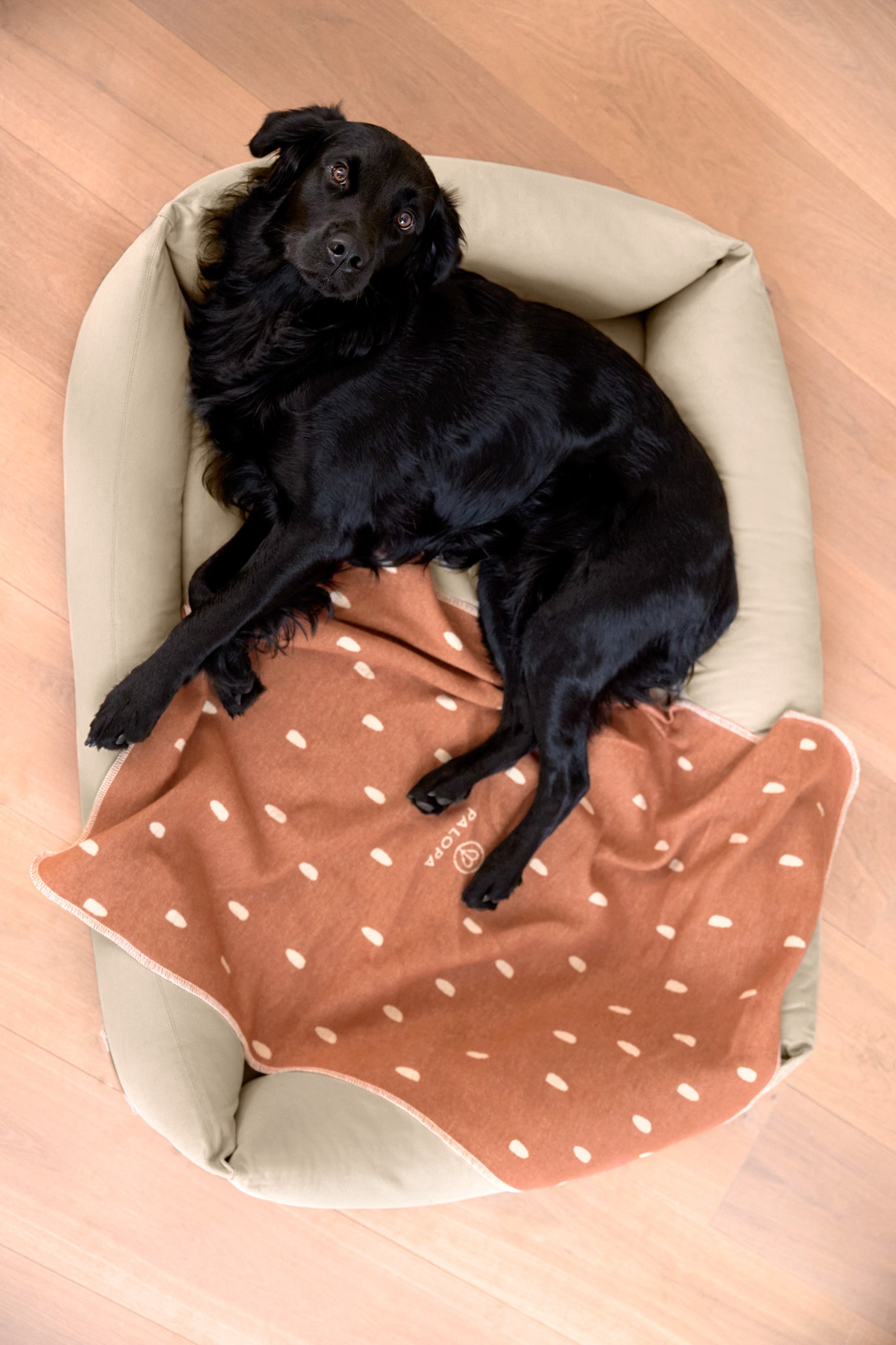 Palopa Hundedecke Ida Punkte Zimt Milchig gepunktete dünne Hundedecke