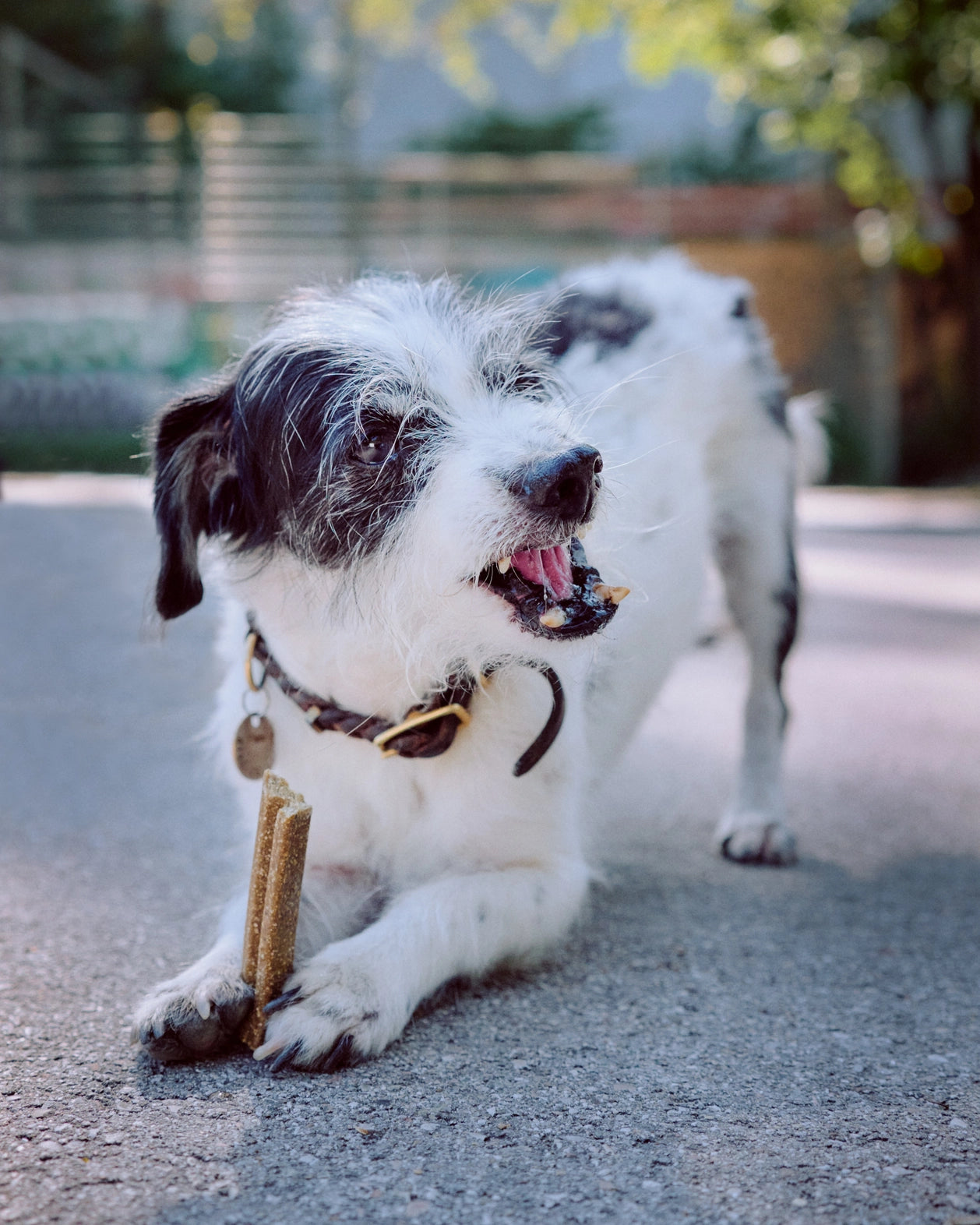 VEGDOG Mobilities Hundeleckerli vegan