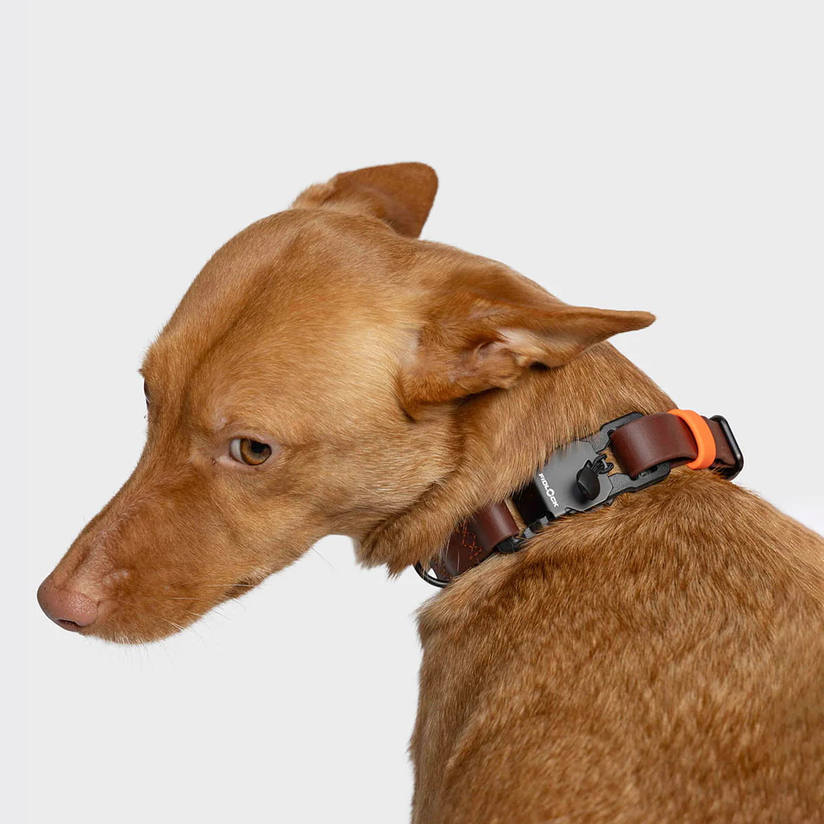 Cloud7 Hundehalsband BioThane Ipanema Dark Aubergine