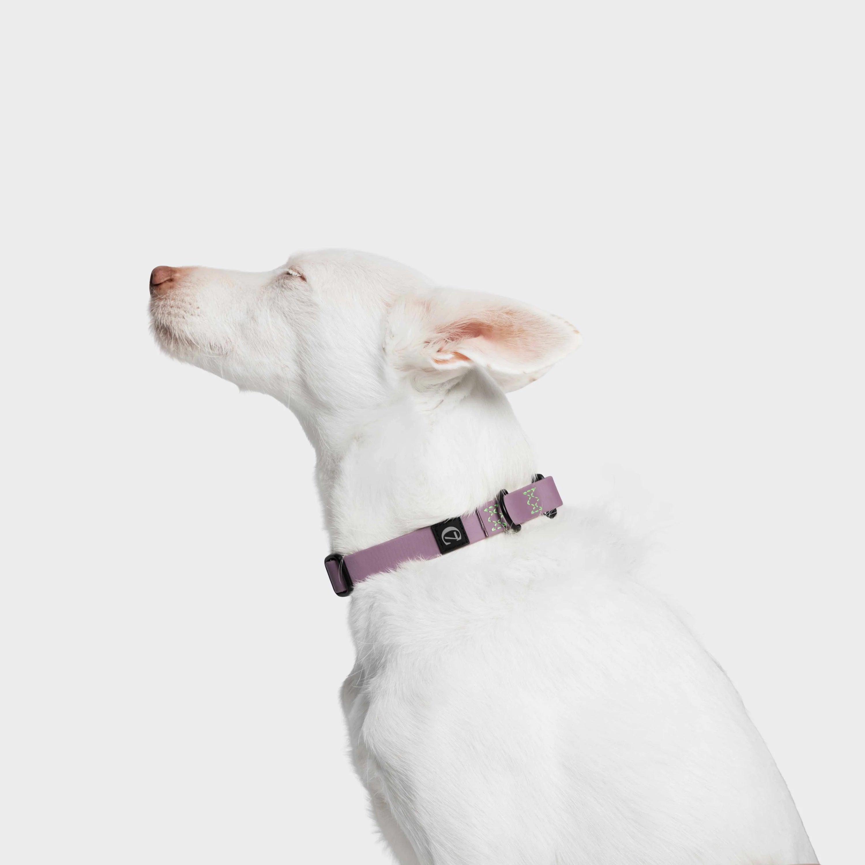 Cloud7 Hundehalsband BioThane Ipanema Lilac