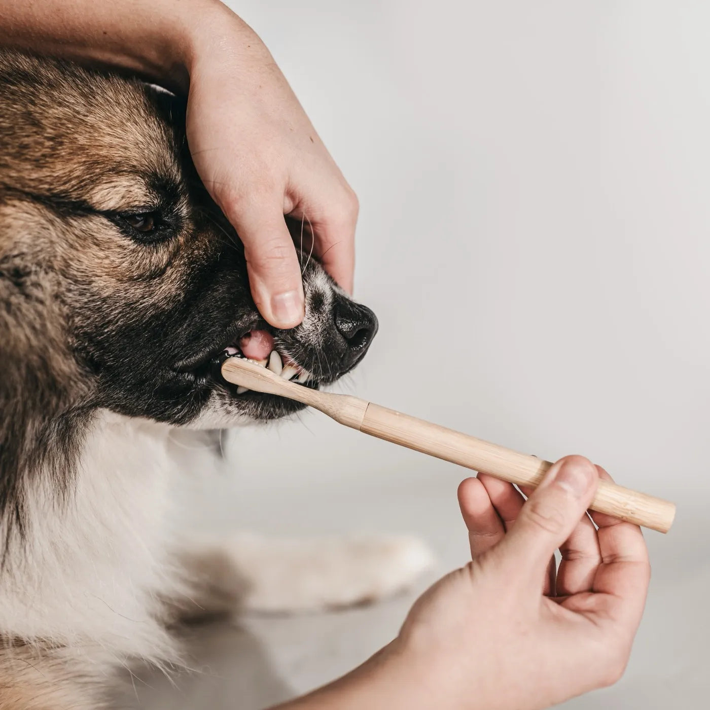 Lila Loves it Hundezahnbürste aus Bambus Hundezahnbürste