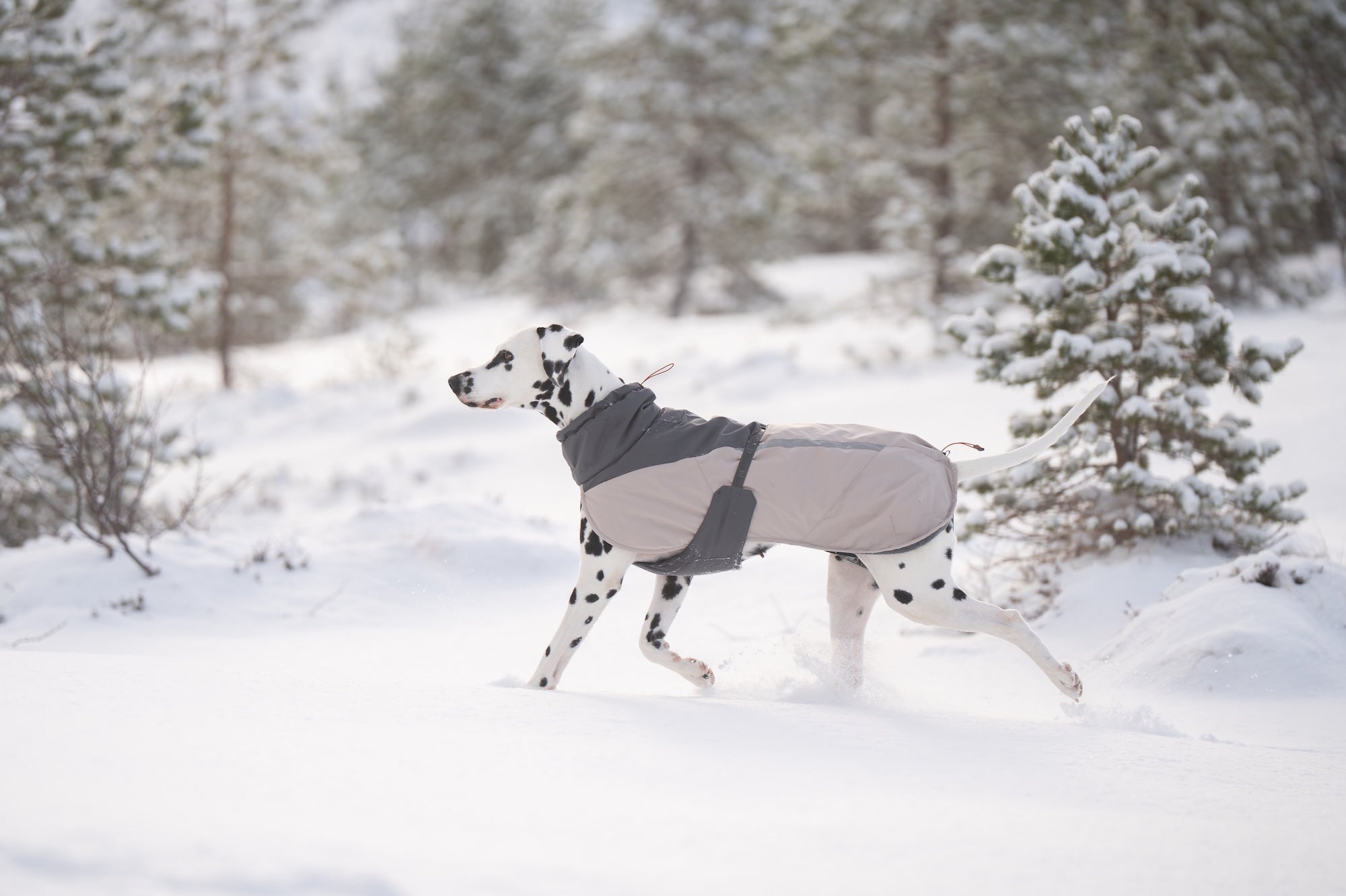 Non-stop dogwear® Glacier Wool Jacket 3.0 Gray Hundewintermantel atmungsaktiv
