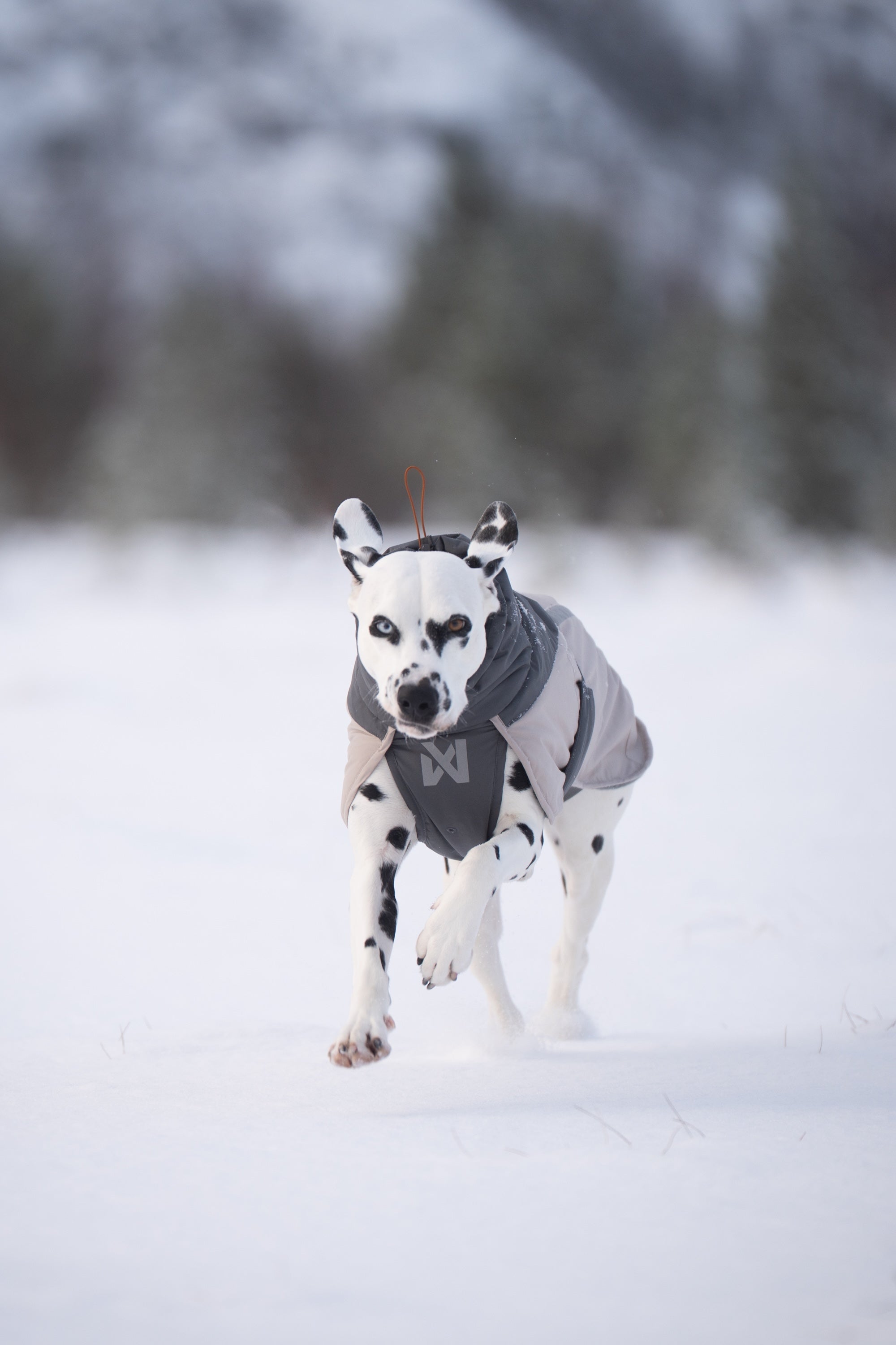 Non-stop dogwear® Glacier Wool Jacket 3.0 Gray Hundewintermantel wasserabweisend