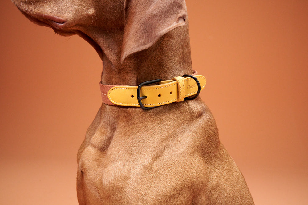 Cloud7 Hundehalsband Madeira Ginger Zweifarbiges Hundehalsband mit Leder und Gurtband
