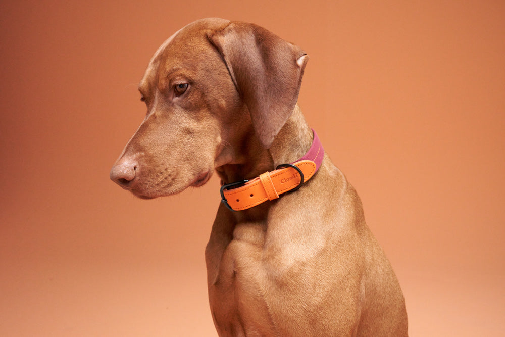 Cloud7 Hundehalsband Madeira Papaya Bicolor Hundehalsband mit Leder