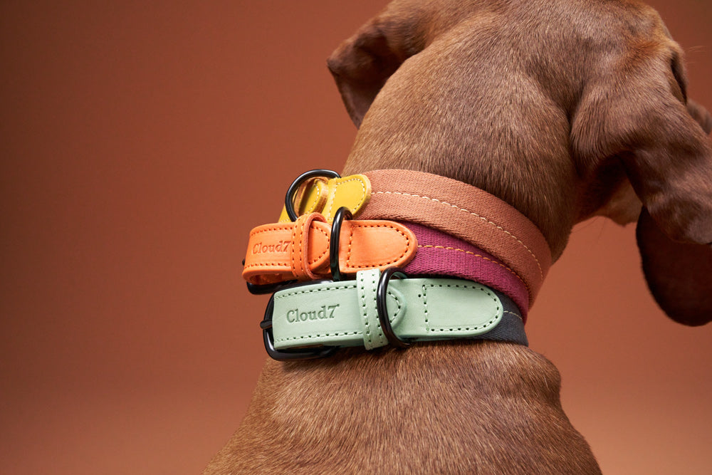Cloud7 Hundehalsband Madeira Papaya Ginger Mint Bicolor Hundehalsband mit Leder