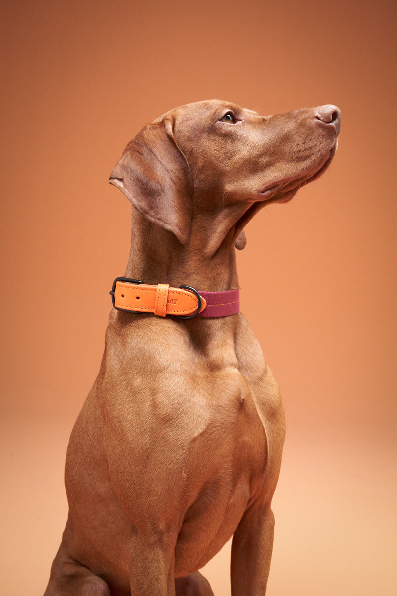 Cloud7 Hundehalsband Madeira Papaya Zweifarbiges Hundehalsband mit robustem Leder