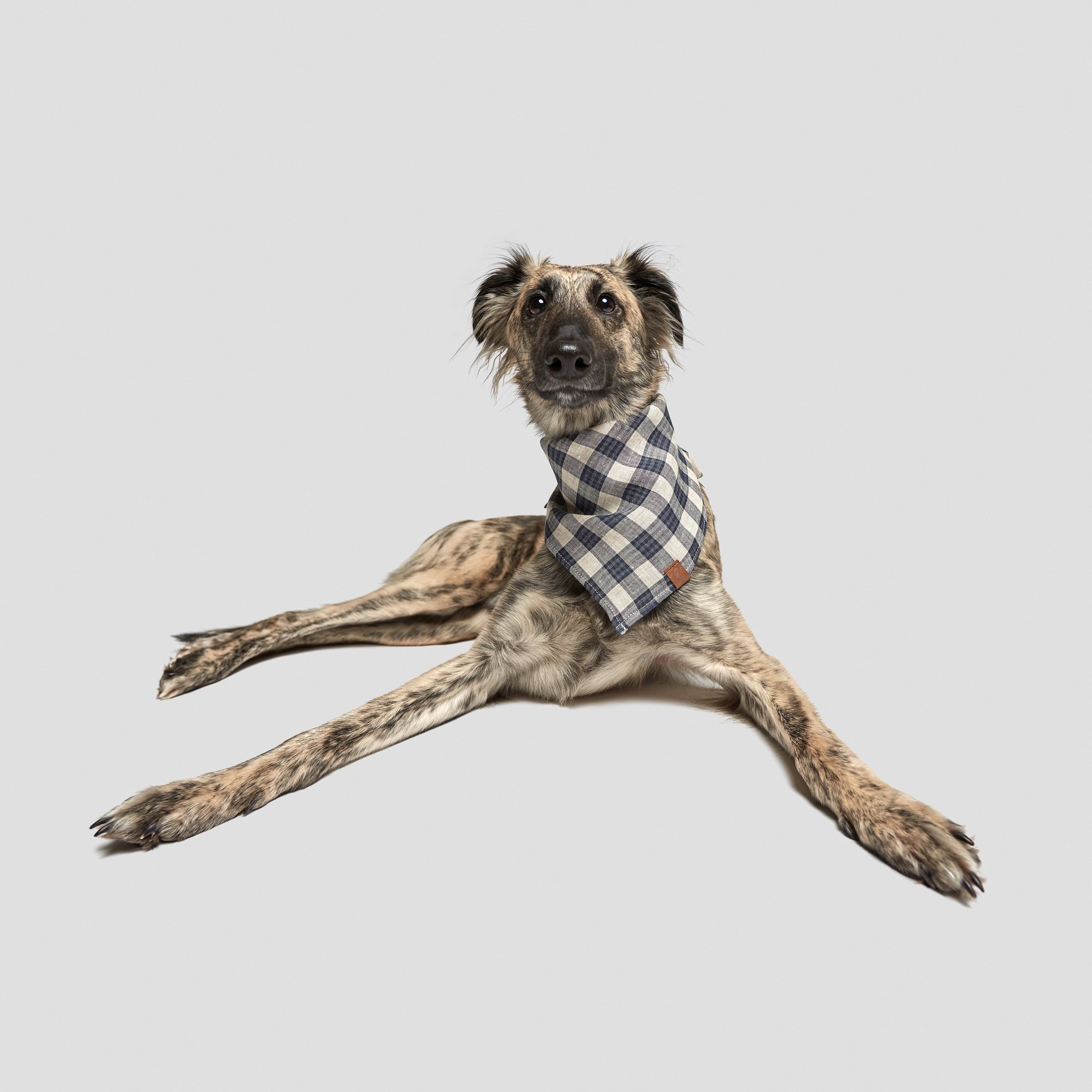 Cloud7 Bandana Check Dark Blue - Beige Hundehalstücher