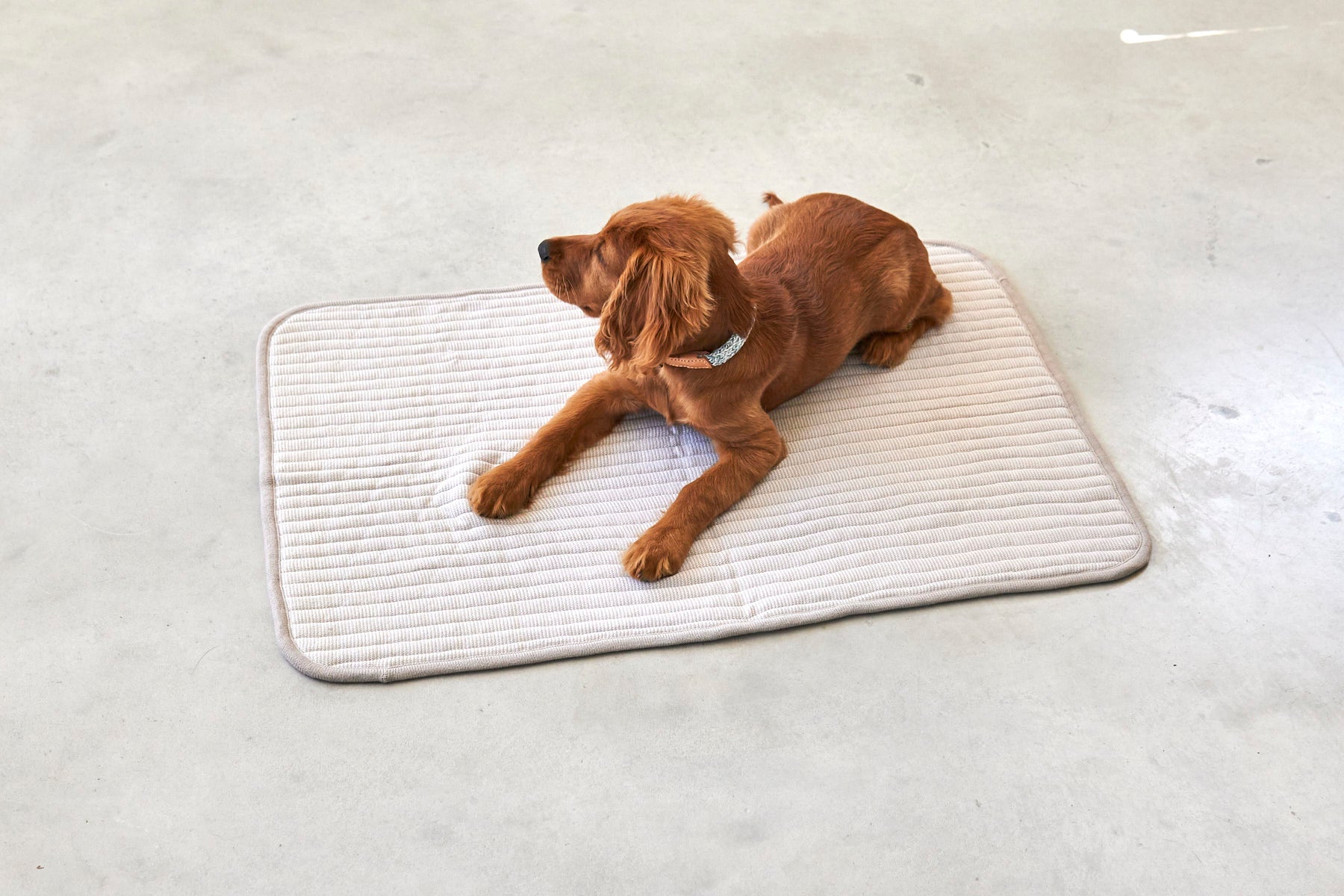 MiaCara Onda Strickdecke Greige Hundedecke Baumwolle