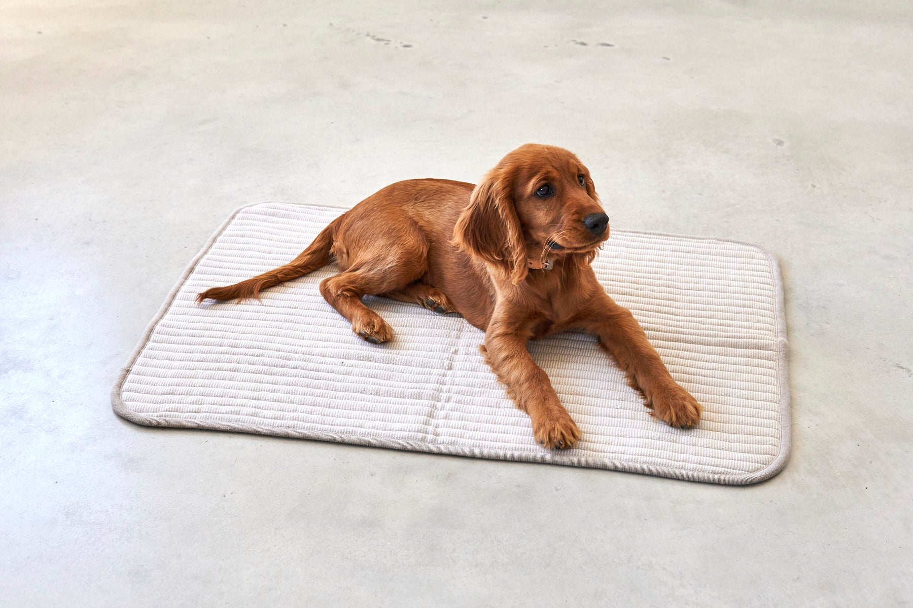 MiaCara Onda Strickdecke Greige Hundedecke fuer zuhause