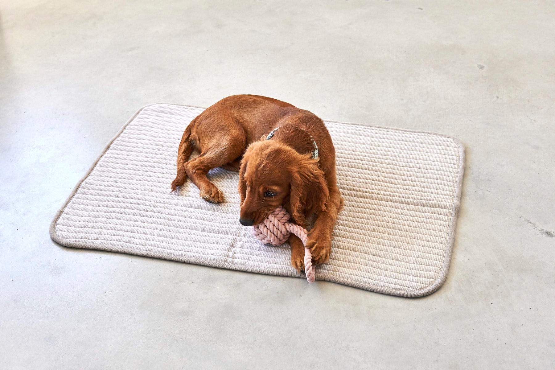 MiaCara Onda Strickdecke Greige Hundedecke fuers Sofa
