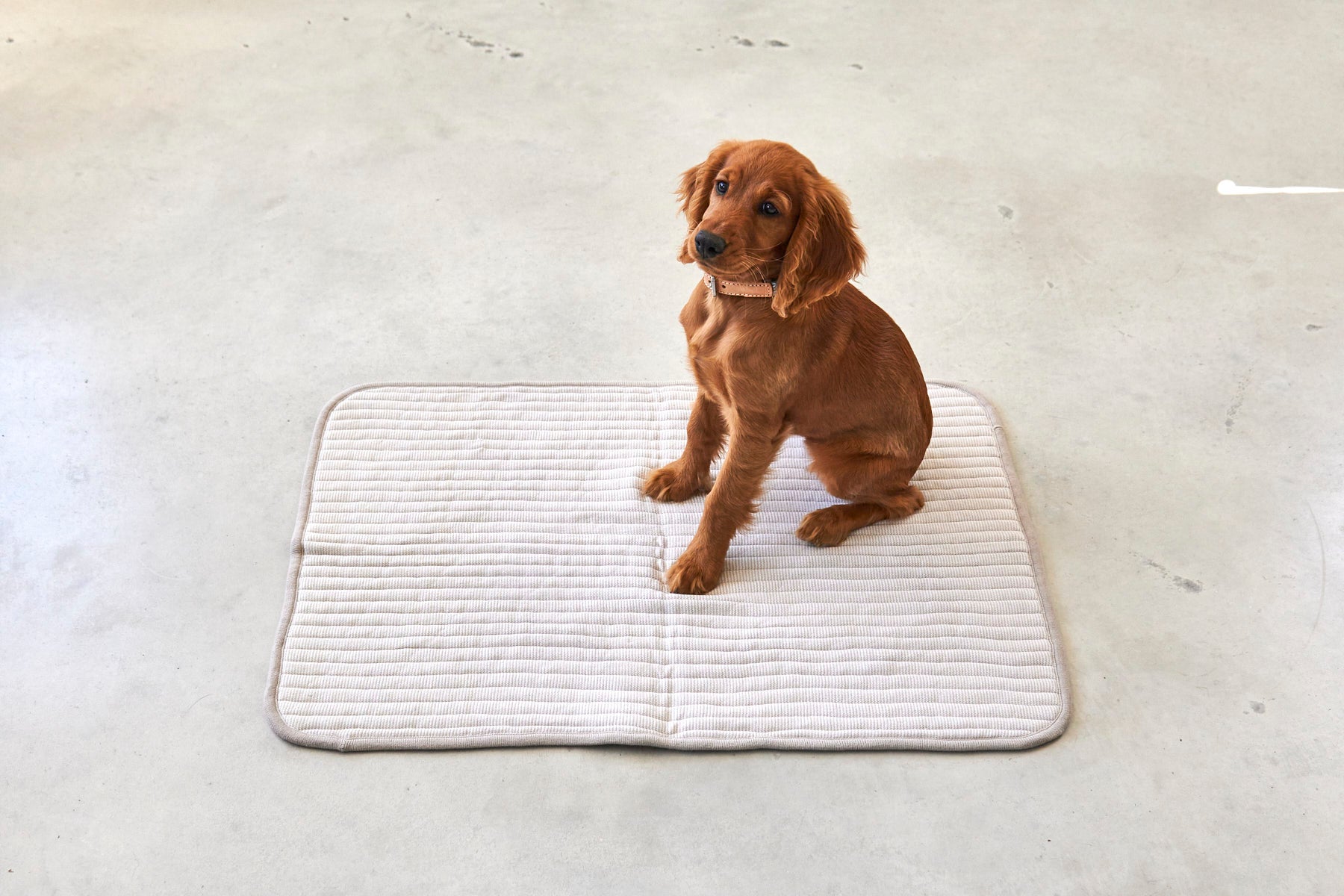 MiaCara Onda Strickdecke Greige helle Hundedecke