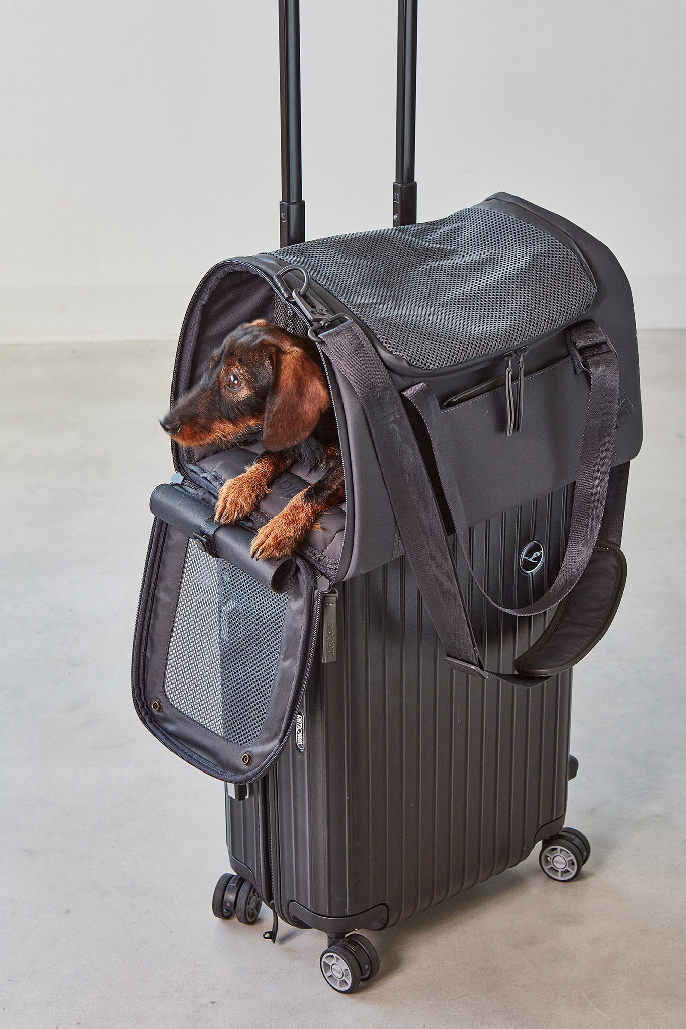 MiaCara Volata Flugreisetasche Asphalt Hundereisen