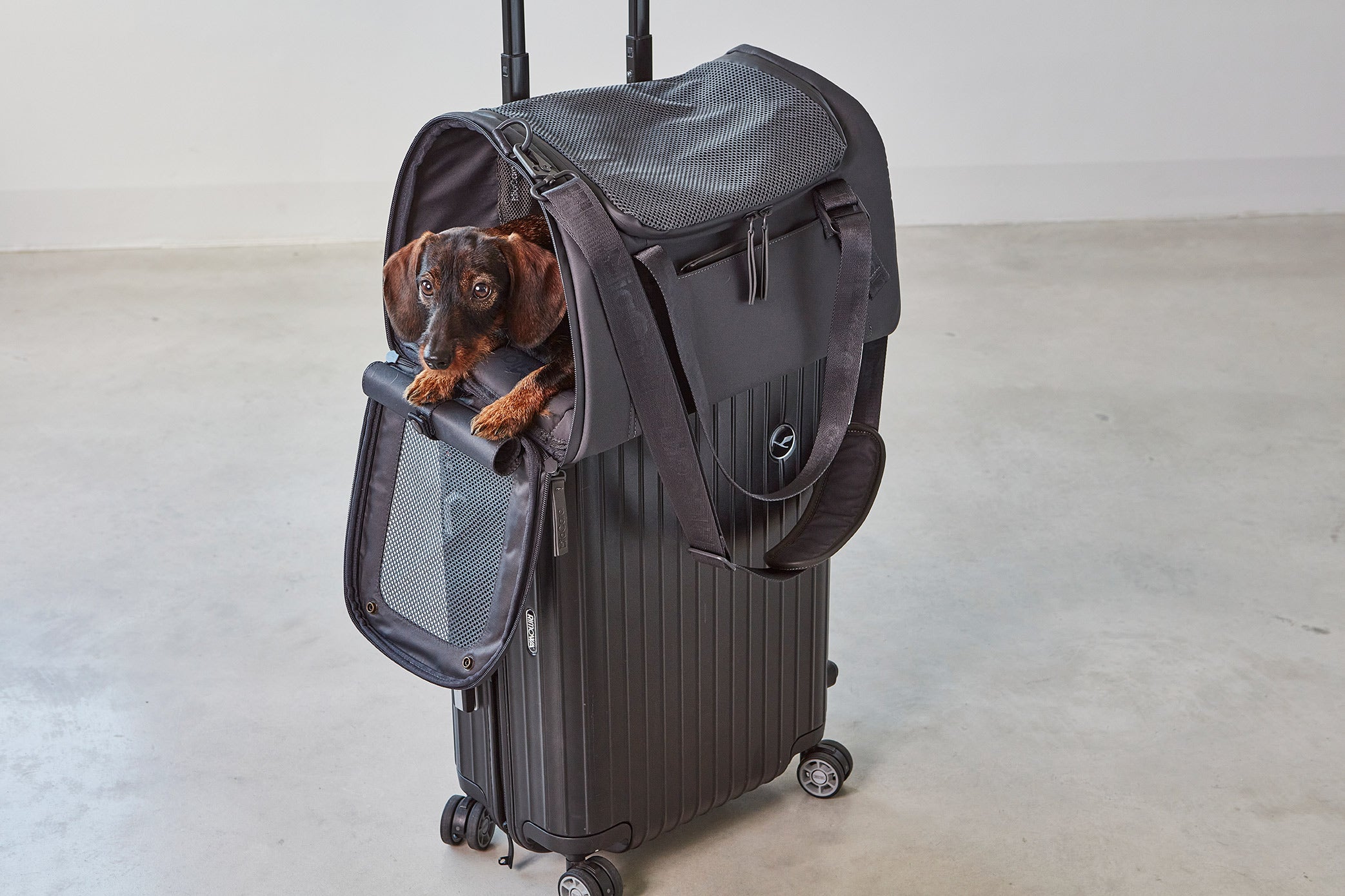 MiaCara Volata Flugreisetasche Asphalt Hundetasche Damen