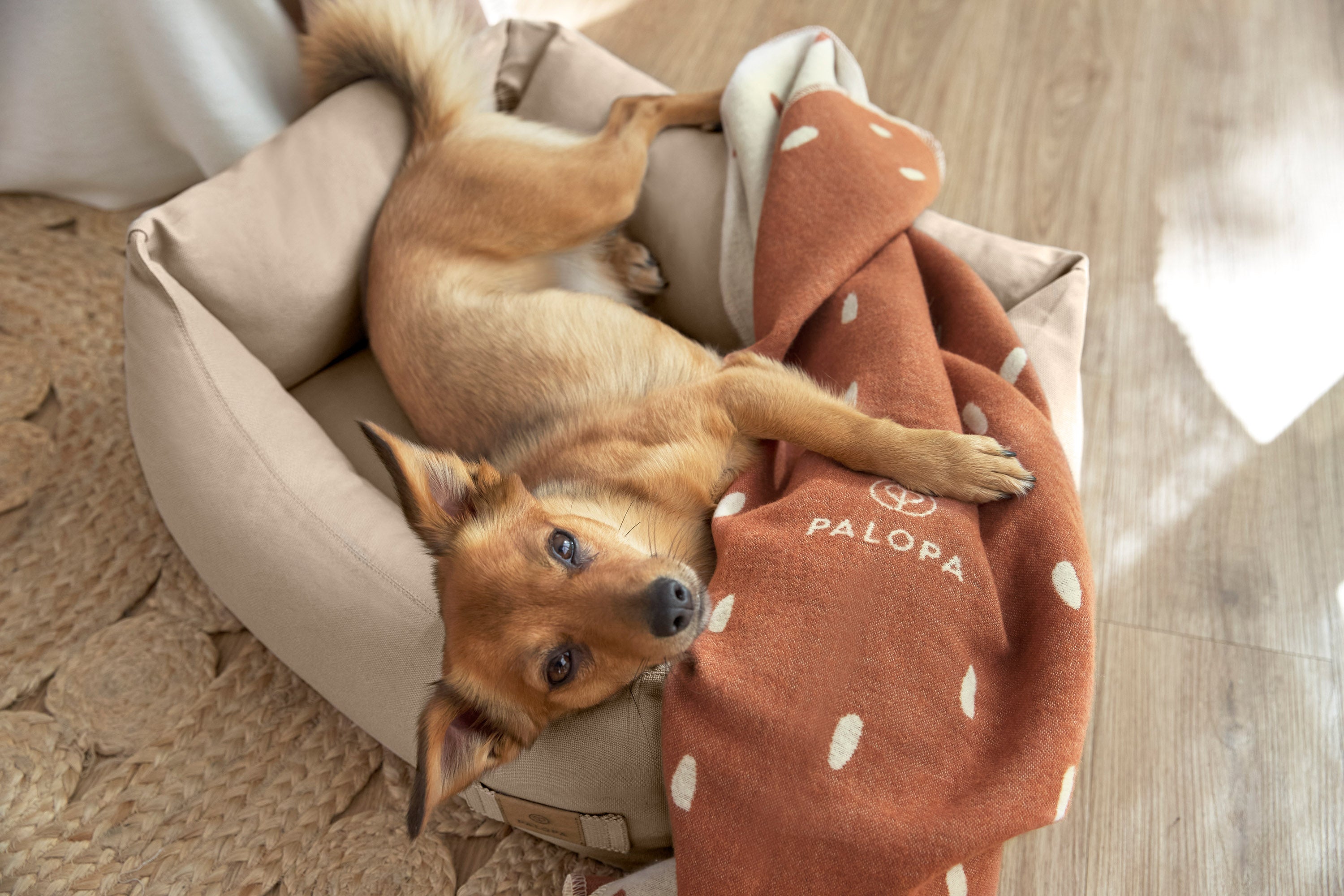 PALOPA Hundedecke Ida Punkte Zimt milchig Hundebett Fred Humus Hundebett mit Rand