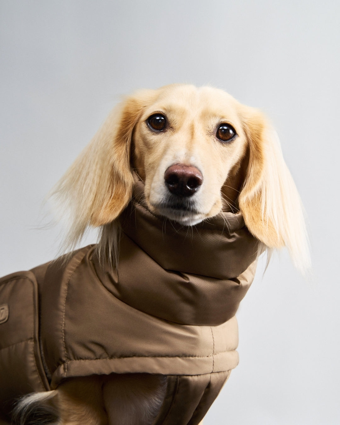 Cloud7 Hundemantel Dackel Alaska Sandy Brown Hundemantel wasserabweisend Hundewintermantel wasserdicht
