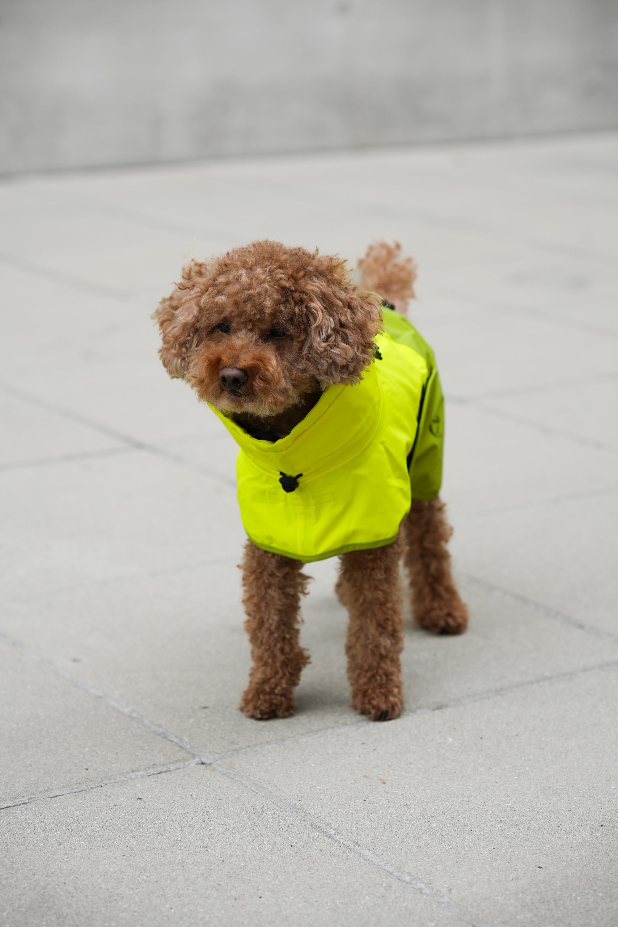 Cloud7 Hunderegenmantel Aktiv Neon Green Light Olive Hunderegenmantel mit Geschirr