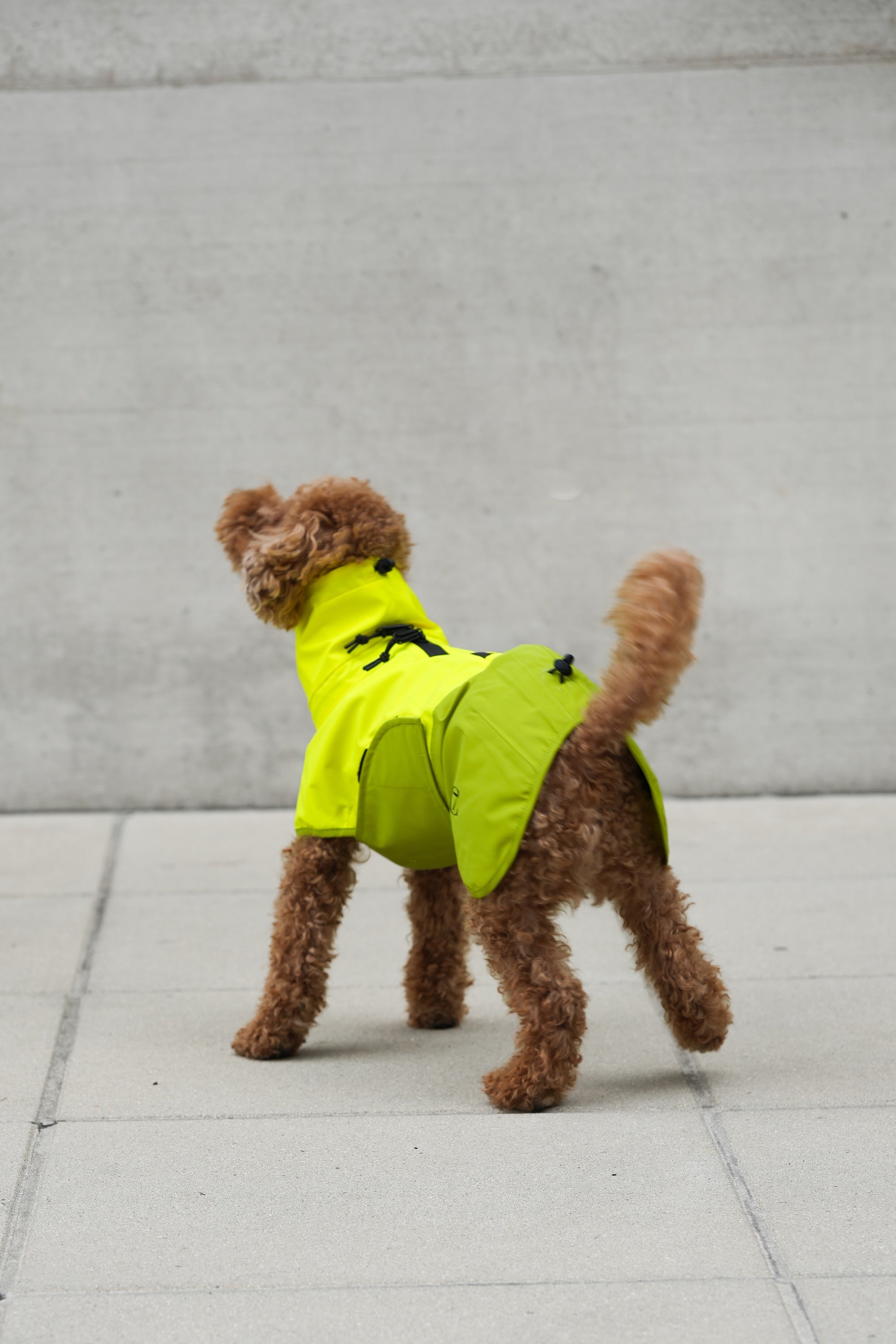 Cloud7 Hunderegenmantel Aktiv Neon Green Light Olive Hunderegenmantel reflektierend wasserdicht