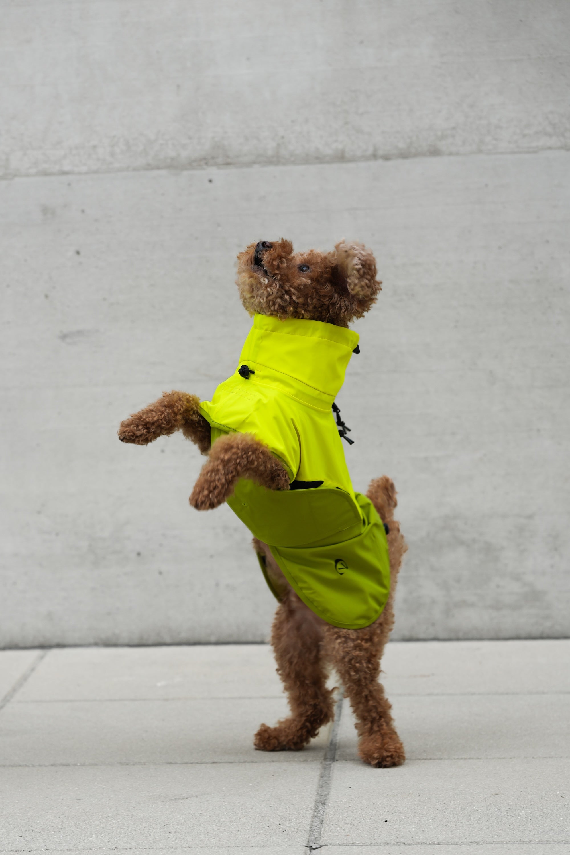 Cloud7 Hunderegenmantel Aktiv Neon Green Light Olive Hunderegenmantel reflektierend